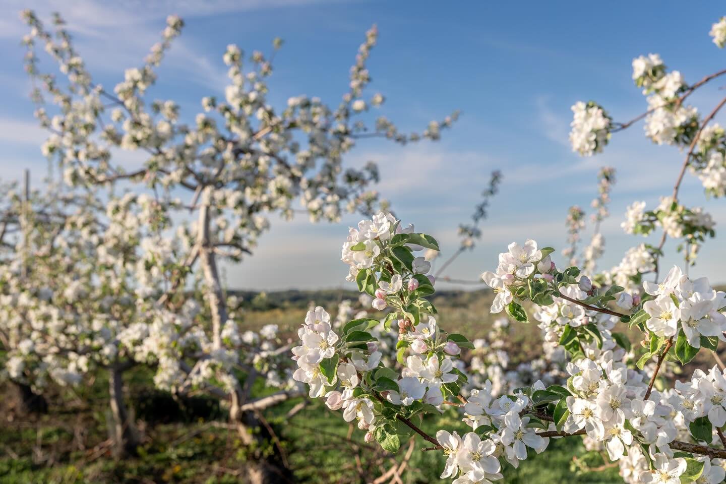 Spring 2026! We made it. Blossoming trees are right around the corner.