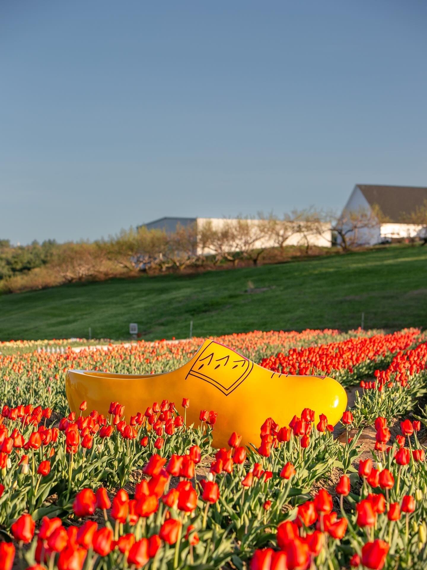 The tulips have broken ground and are a few weeks away from exploding into a sea of color. While we wait, we&rsquo;re building field props and getting ready to welcome ya&rsquo;ll to what we think might possibly be the biggest tulip display in Massac