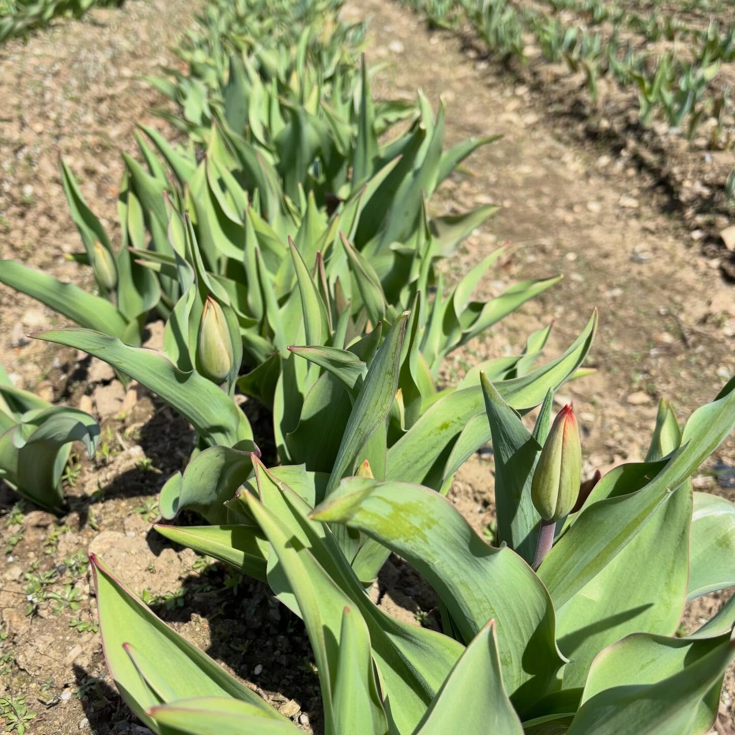 Tulip Field Update!

The early varieties are budding out. We&rsquo;re about two weeks away from picking season 🌷