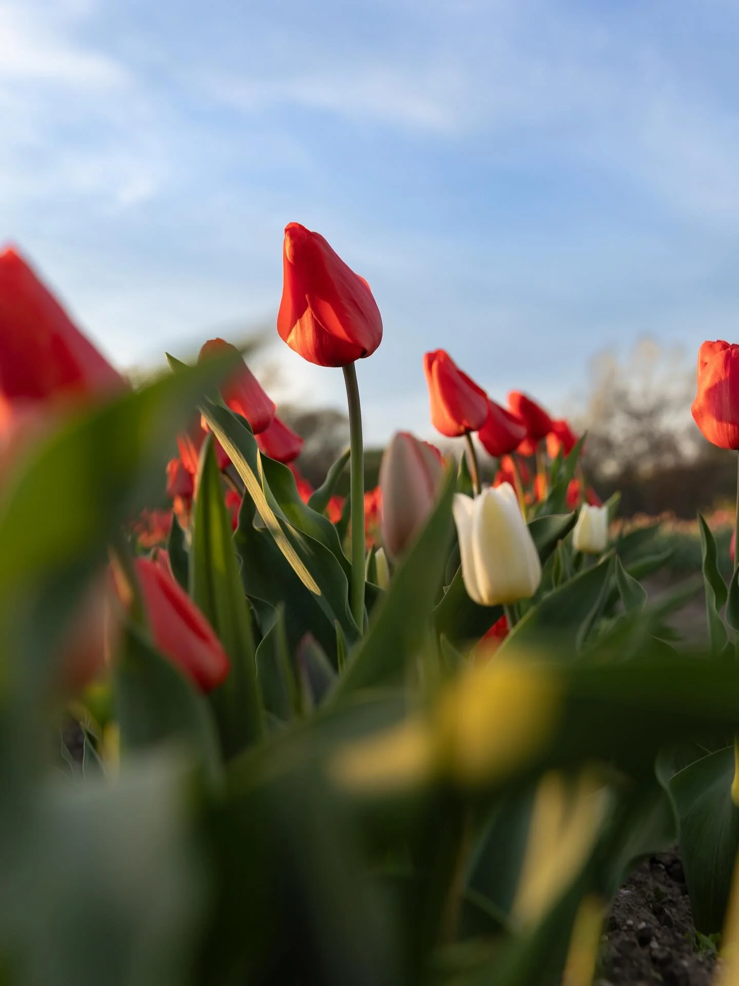 Tulip Update:

They are growing quickly in this week&rsquo;s warm weather ☀️ 

We expect to open for the picking season Wednesday, April 22. Tickets will go on sale Sunday, April 19.