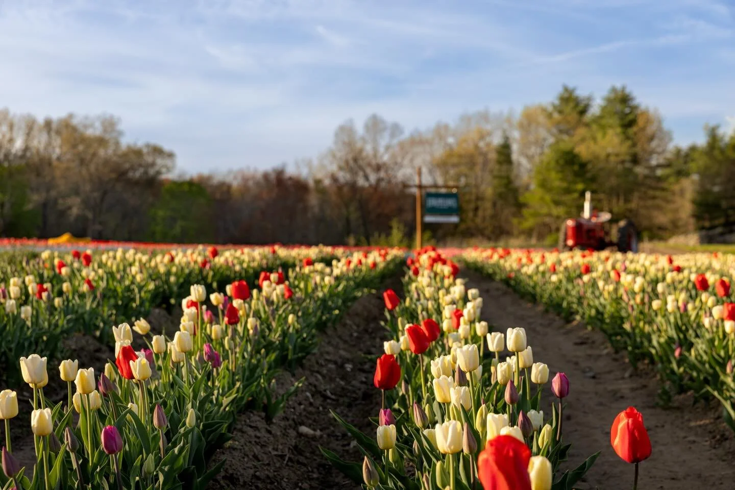 It&rsquo;s time! Tulip picking begins Wednesday, April 22.

Tickets are now available on our website (link in bio) from April 22 &ndash; April 30. We expect the picking season to last until May 6 (May tickets will open on April 27). Because the seaso