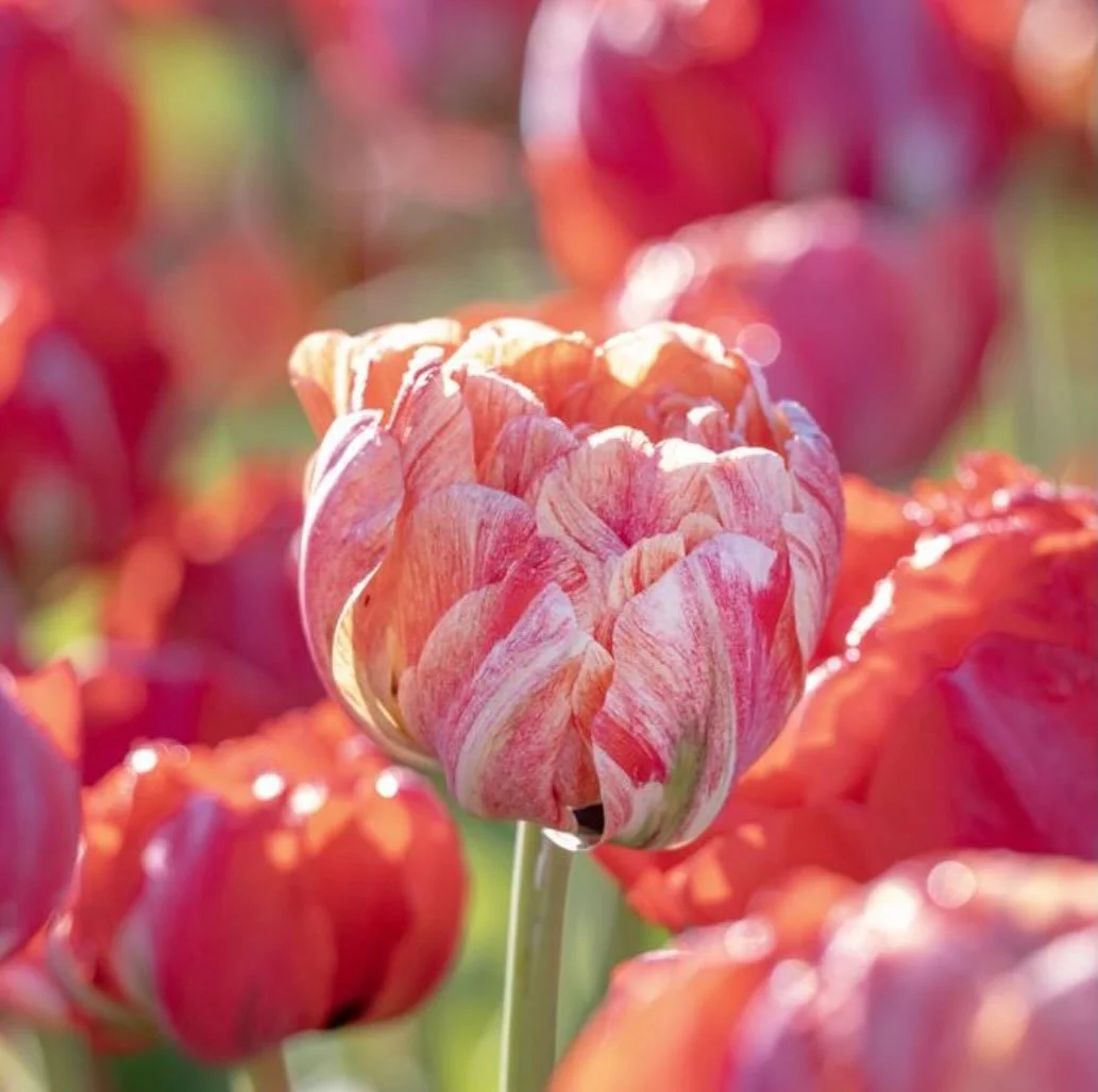 You&rsquo;ll find a specialty tulip section in our tulip field this year (the first two rows behind the show garden, closest to the stone wall - they are marked).

There are 15,000 double tulips (like double gudoshnik, pictured here) in 7 different v