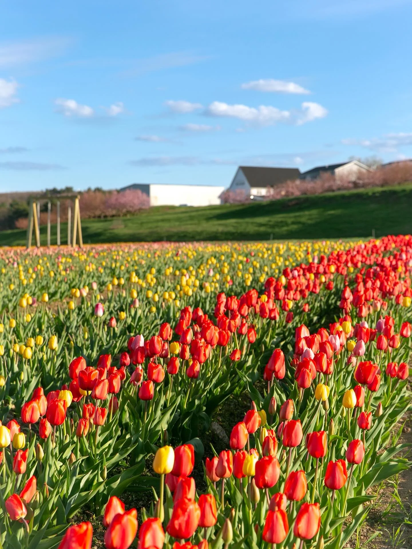 The tulip field was spectacular last night! 

We&rsquo;re officially open for the 2026 tulip picking season. Go to our website and buy your tickets 🎫(it takes 30 seconds), throw on some boots,  and come on over.