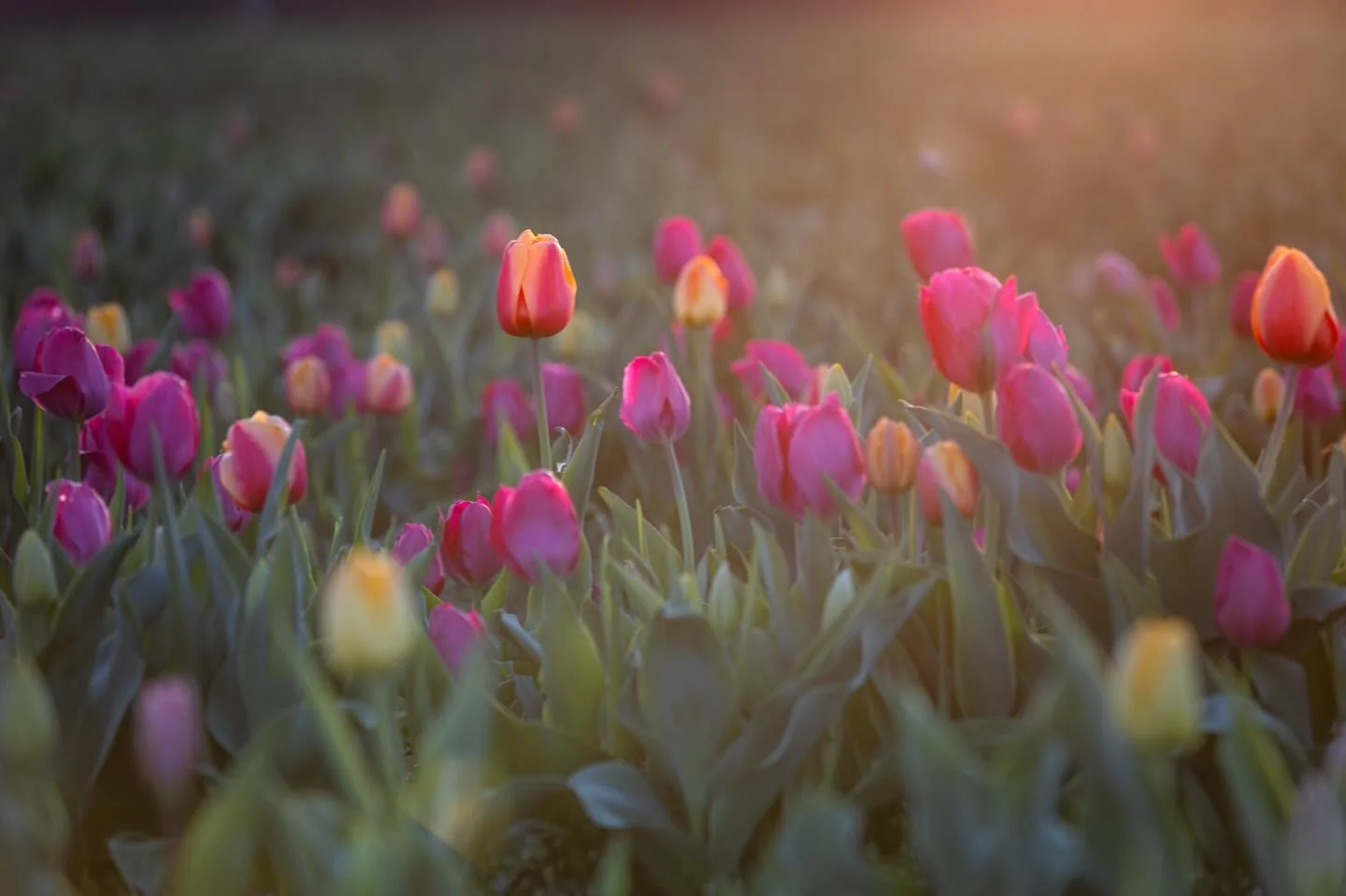 The tulips are ready to go home with you. Come pick in the sunshine ☀️