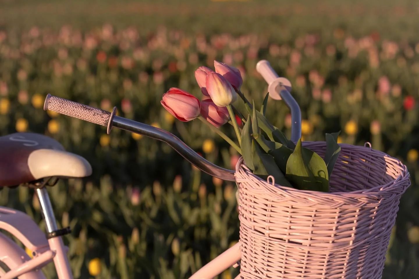It&rsquo;s going to be a great day in the tulip field.

Tickets are sold out for most of the day. Please do not come to the farm without a picking ticket as we are not able to accommodate walk-ins today.