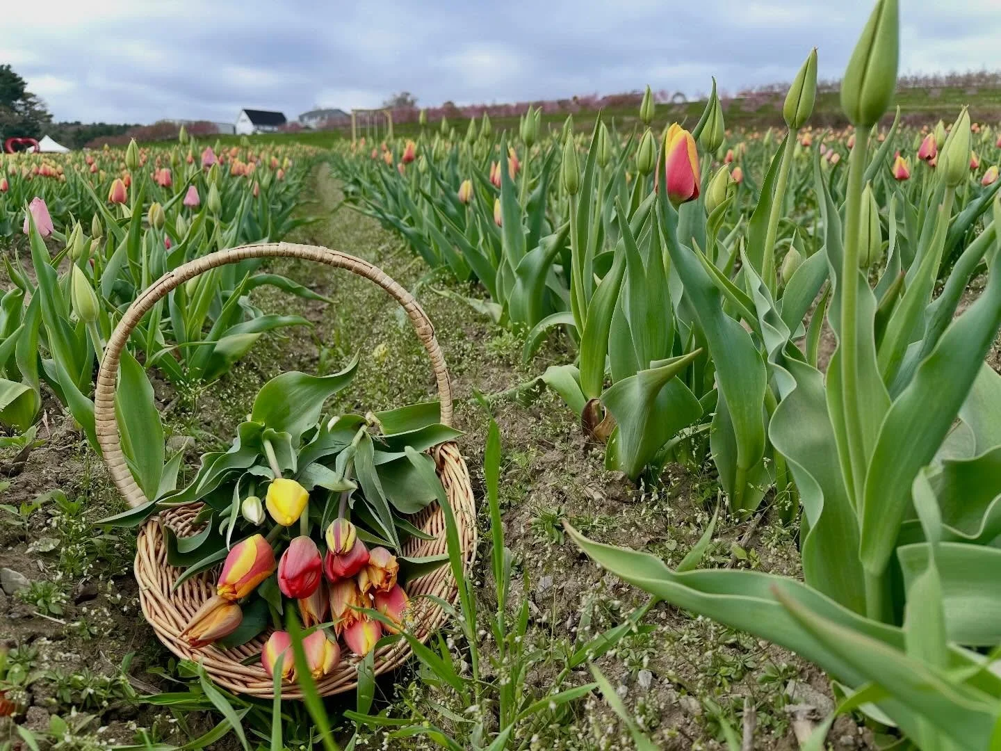 Wednesday, April 29, Tulip Field Update!

We are at peak bloom and have about 5 days left in the season.

Open today (Wednesday) and walk-ins are welcome. Please note: the last wagon leaves the farm stand for the field at 4:30pm and the last wagon ou