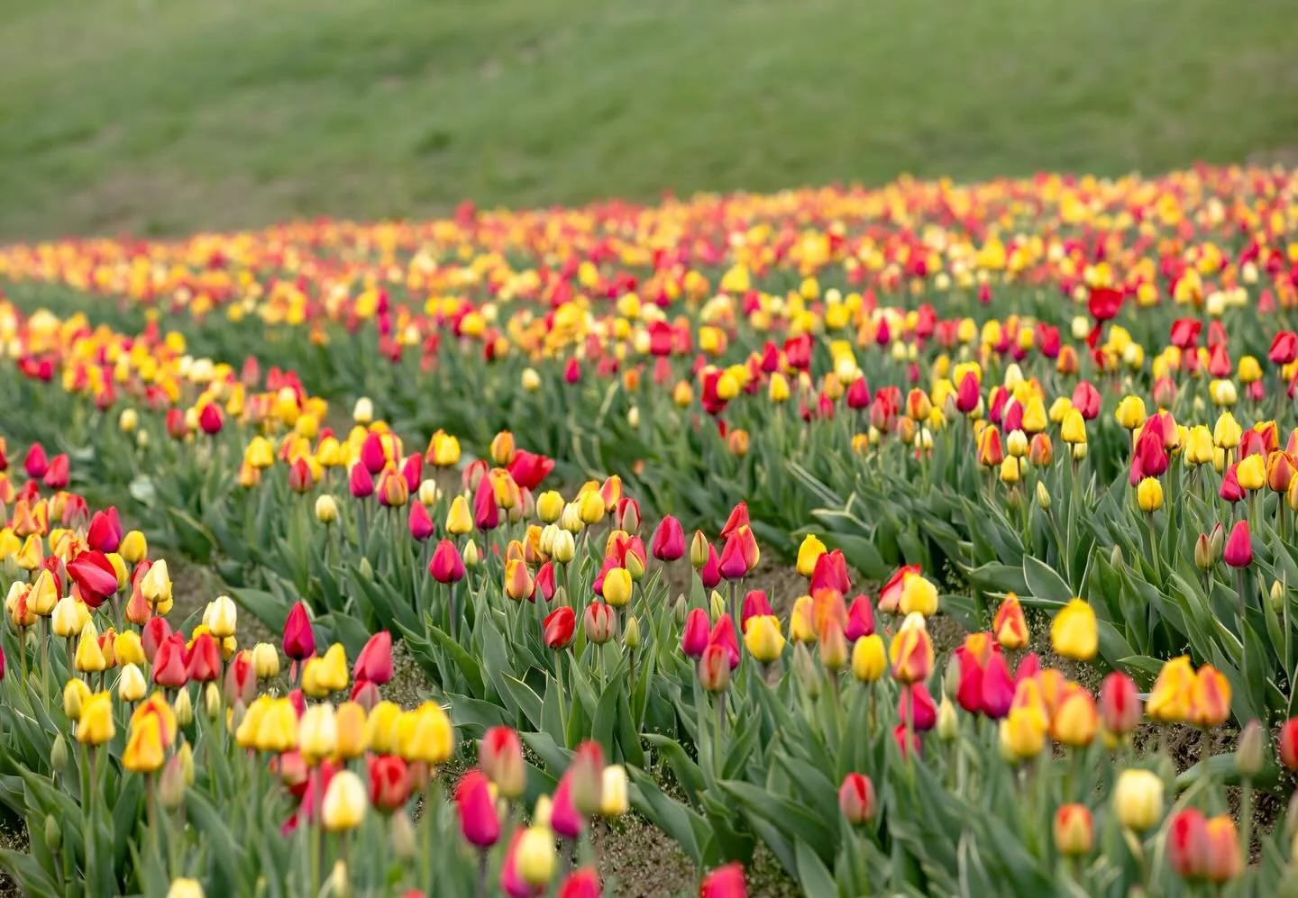 The tulip field is CLOSED, Thursday, April 30. The field needs a rest (and we do too). 

We will be open for tulip picking May 1-5. Visit our website for details and to purchase tickets. 

During this last five days of the tulip season the show garde