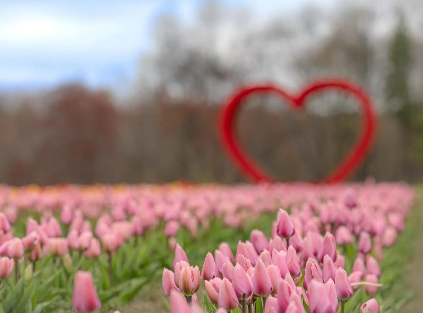 FULL BLOOM! Tulip picking is open May 1 - 5. 

The weekend will sell out&mdash;buy tickets on our website and come on over.