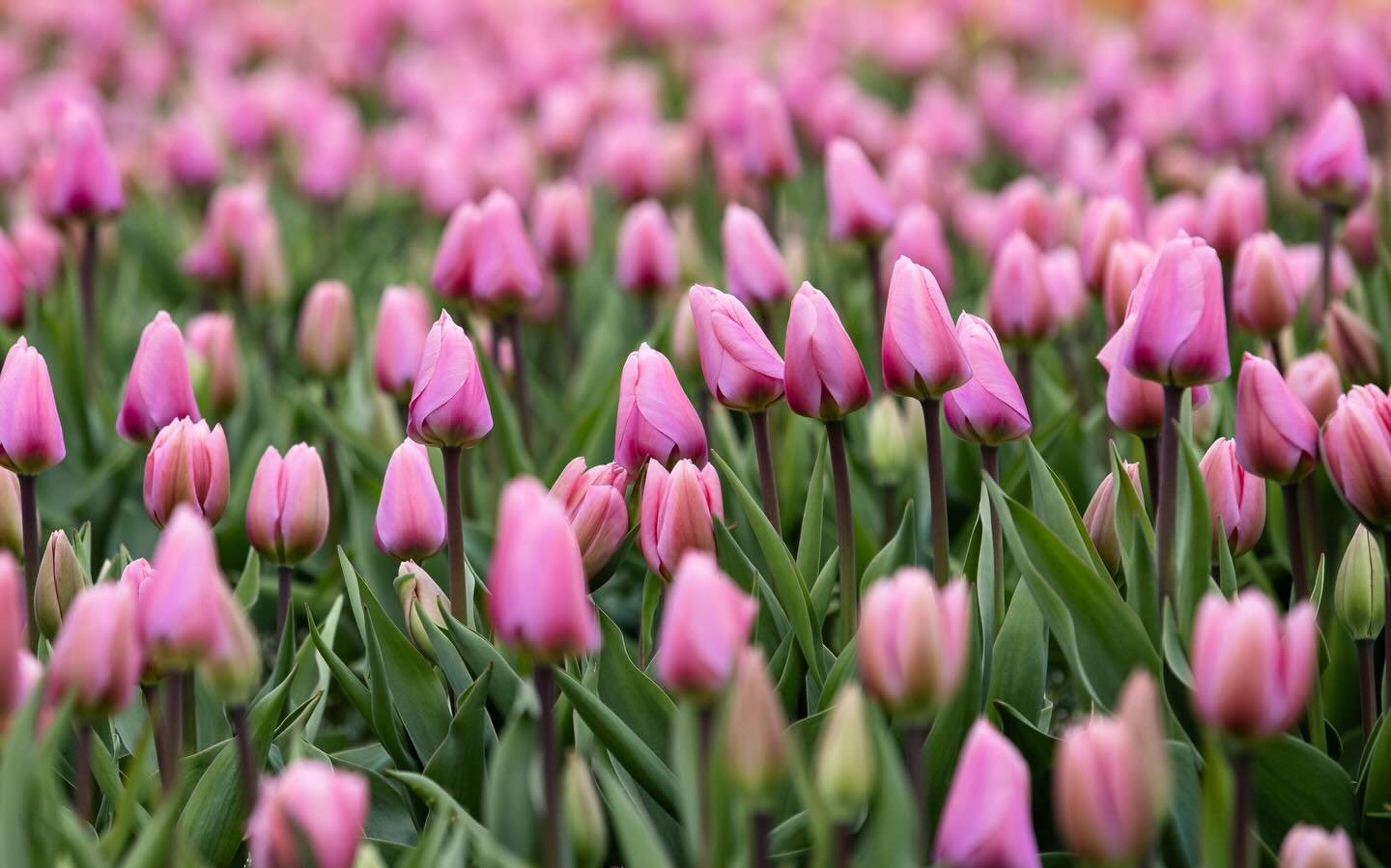 FULL BLOOM! We get one weekend per year when the tulips are in full bloom and it&rsquo;s here. 

The rain looks like it&rsquo;s holding off and the overcast weather makes for excellent photos 👌 

Tickets are available on our website [link in bio].