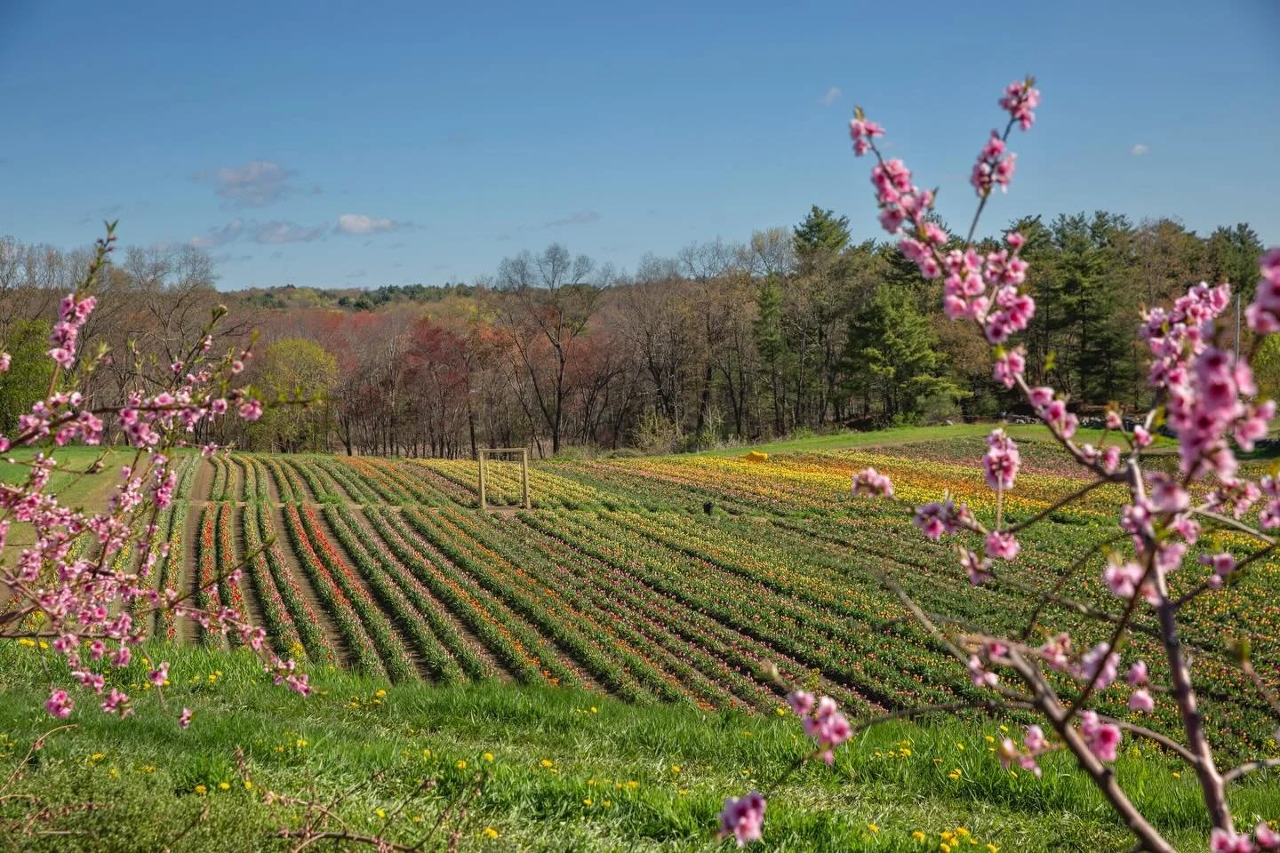 This tulip picking season has been our best one yet. Ya&rsquo;ll have been so kind and joyful out in the field. We appreciate you and recognize the journey that many of you make to get to our farm. THANK YOU. 

There are about 3 days remaining in the