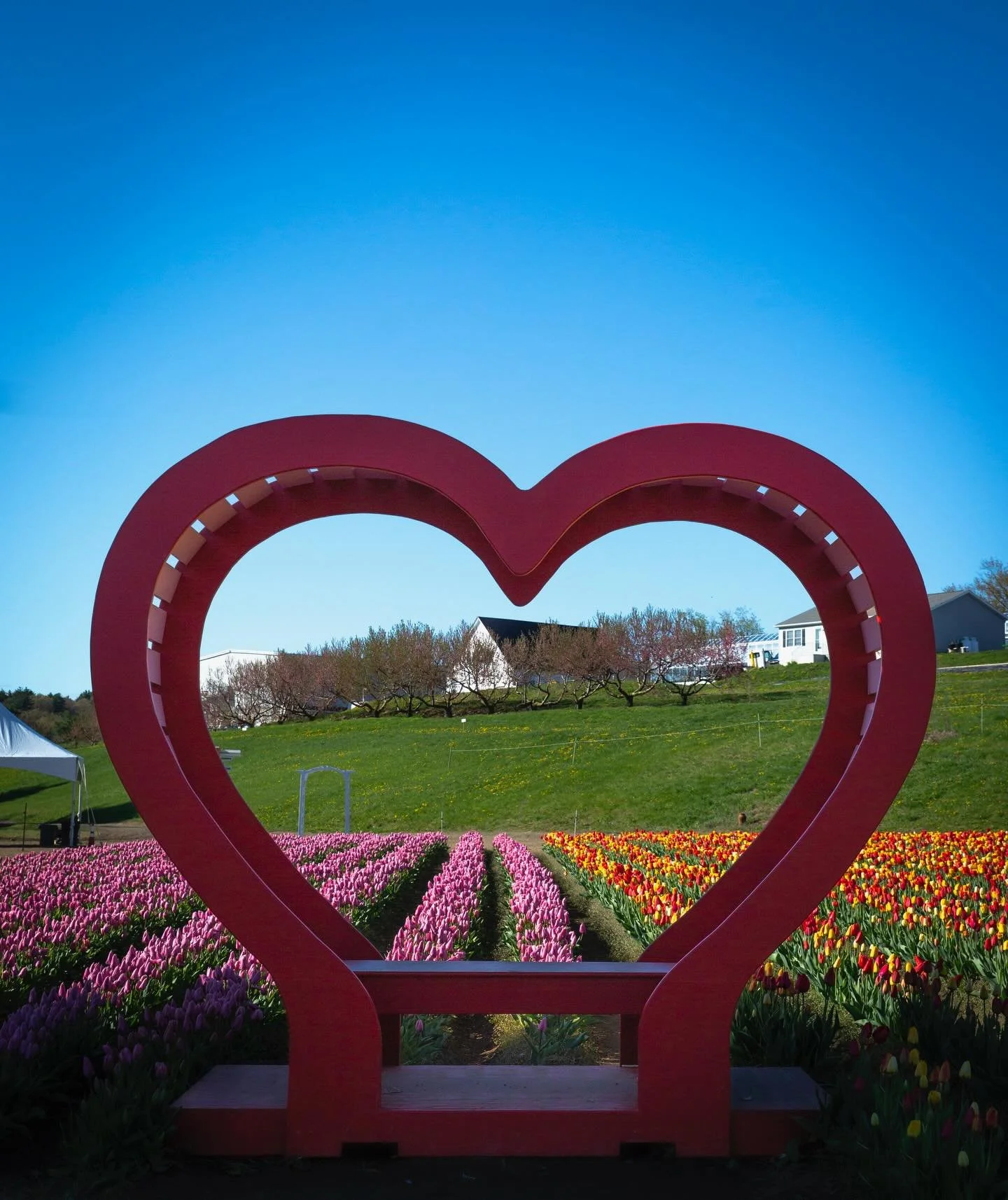 The last weekend day of tulip season is here 😢 But the sun is shining this morning. We&rsquo;ll see you all soon!