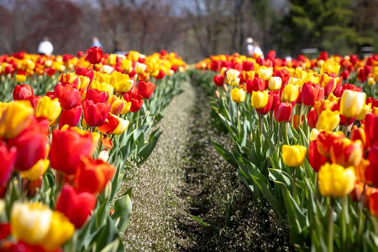 The tulip field is still looking great and there&rsquo;s lots to pick &mdash; picking tickets are available for May 4 &amp; 5.