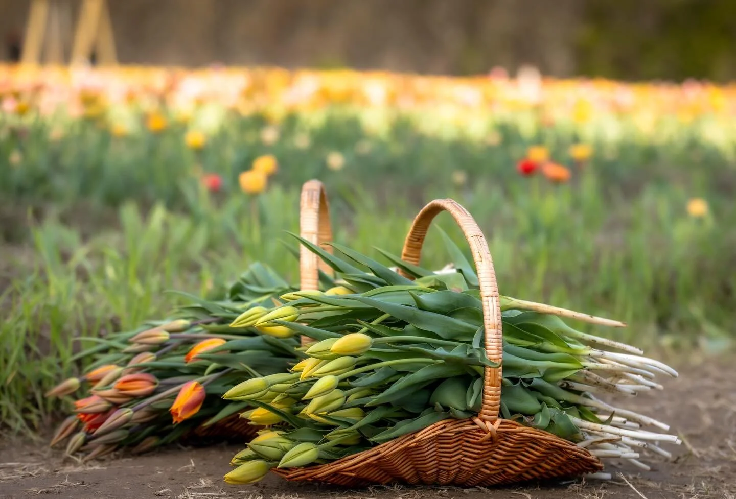 Last call for tulip picking!

We are open for picking Monday, Tuesday, Thursday and Friday of this week. There are still plenty of tulips to pick. 

Friday, May 8th is the last day of tulip picking for 2026. Visit our website for tickets and details 