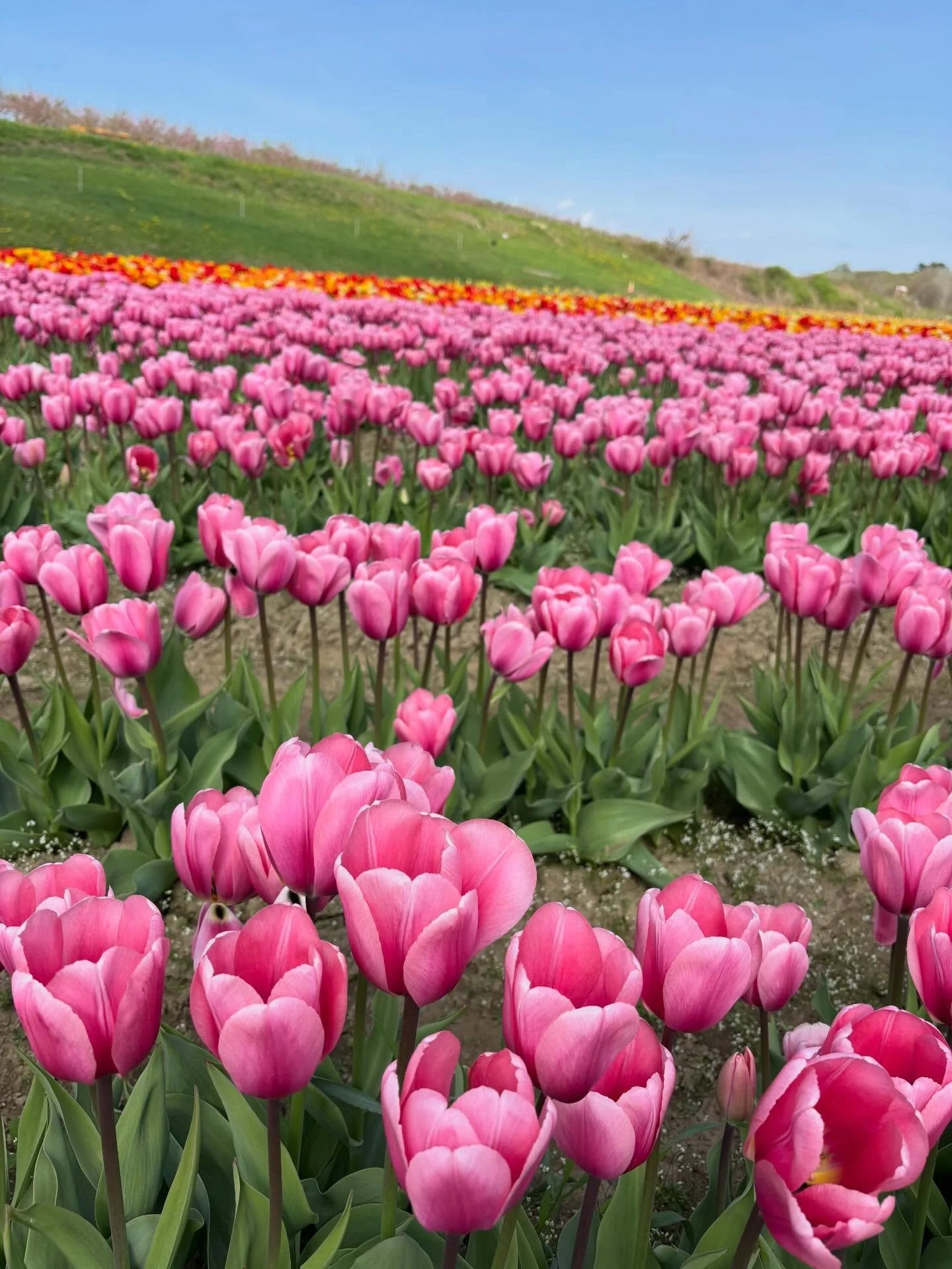 Tuesday, May 5. Still looking beautiful out here!

Open today, Thursday and Friday this week. We have plenty of availability and are selling tickets at the door but PLEASE NOTE: the last wagon from the farm stand to the field is at 4:30pm. That gives