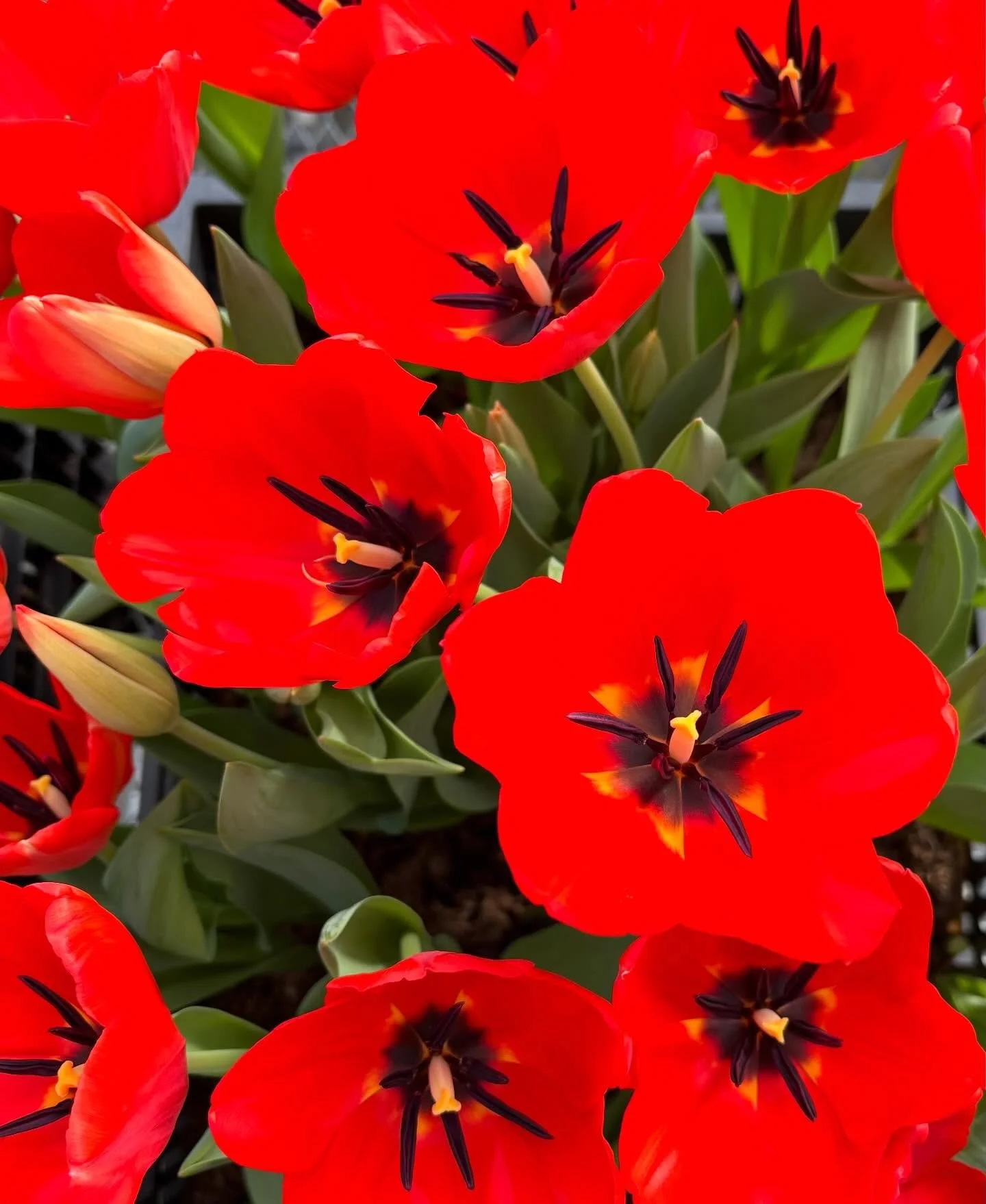 We are so sorry to report that after heavy early week picking combined with warm temperatures forcing blooms past their prime, we do not have enough quality tulips to be open Friday, May 8. 

Ticket holders, you received an email with details and a r