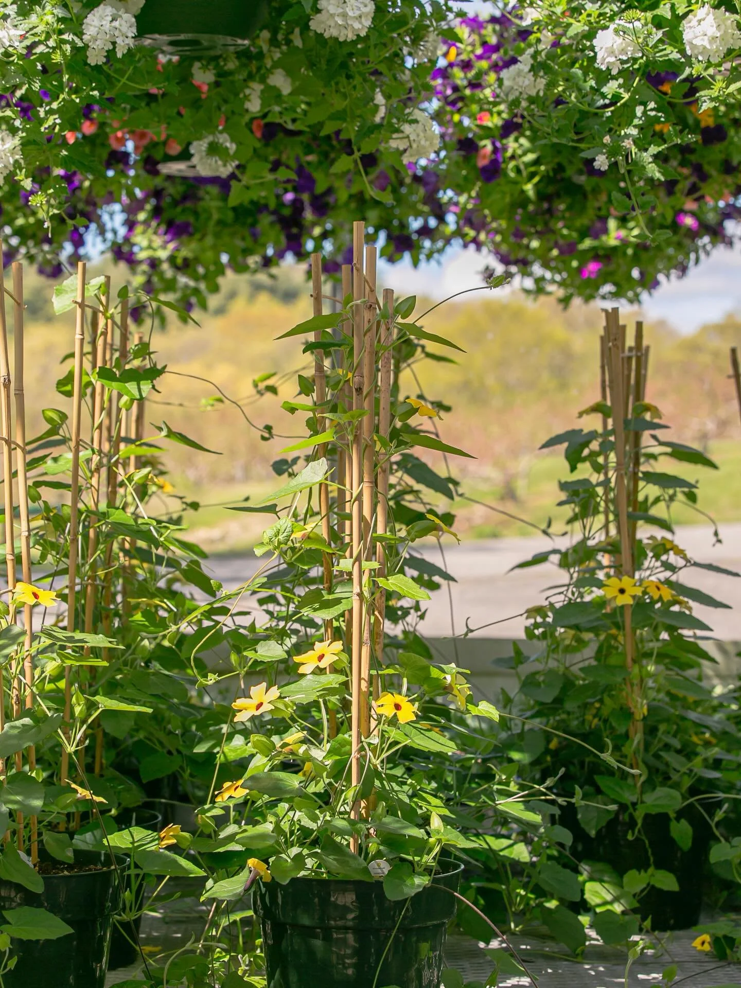 Mother&rsquo;s Day is just a few days away and the greenhouse is chock full of gift ideas for Ma that will flower from now to October.

Thunbergia, pictured here, is one of our favorite climbers (available in 3 colors); above are mixed baskets&mdash;