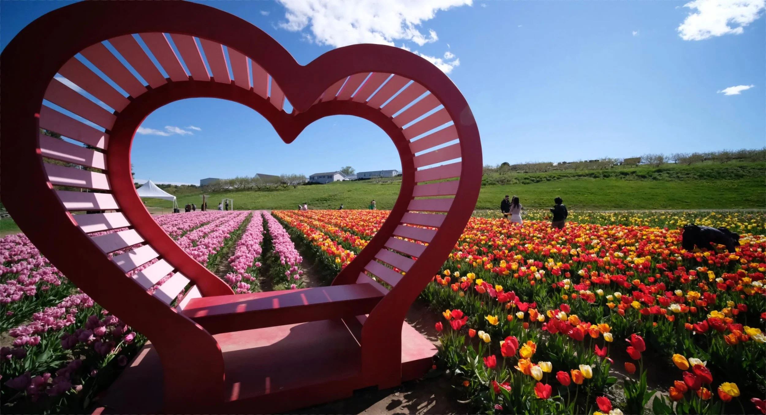 TULIP PICKING HAS OFFICIALLY ENDED! The field is being plowed under now to start planting vegetables 🌽 🥔 🍅 

Thanks to everyone who came out to pick tulips and eat donuts. 

Photo by Bruce Ferjulian