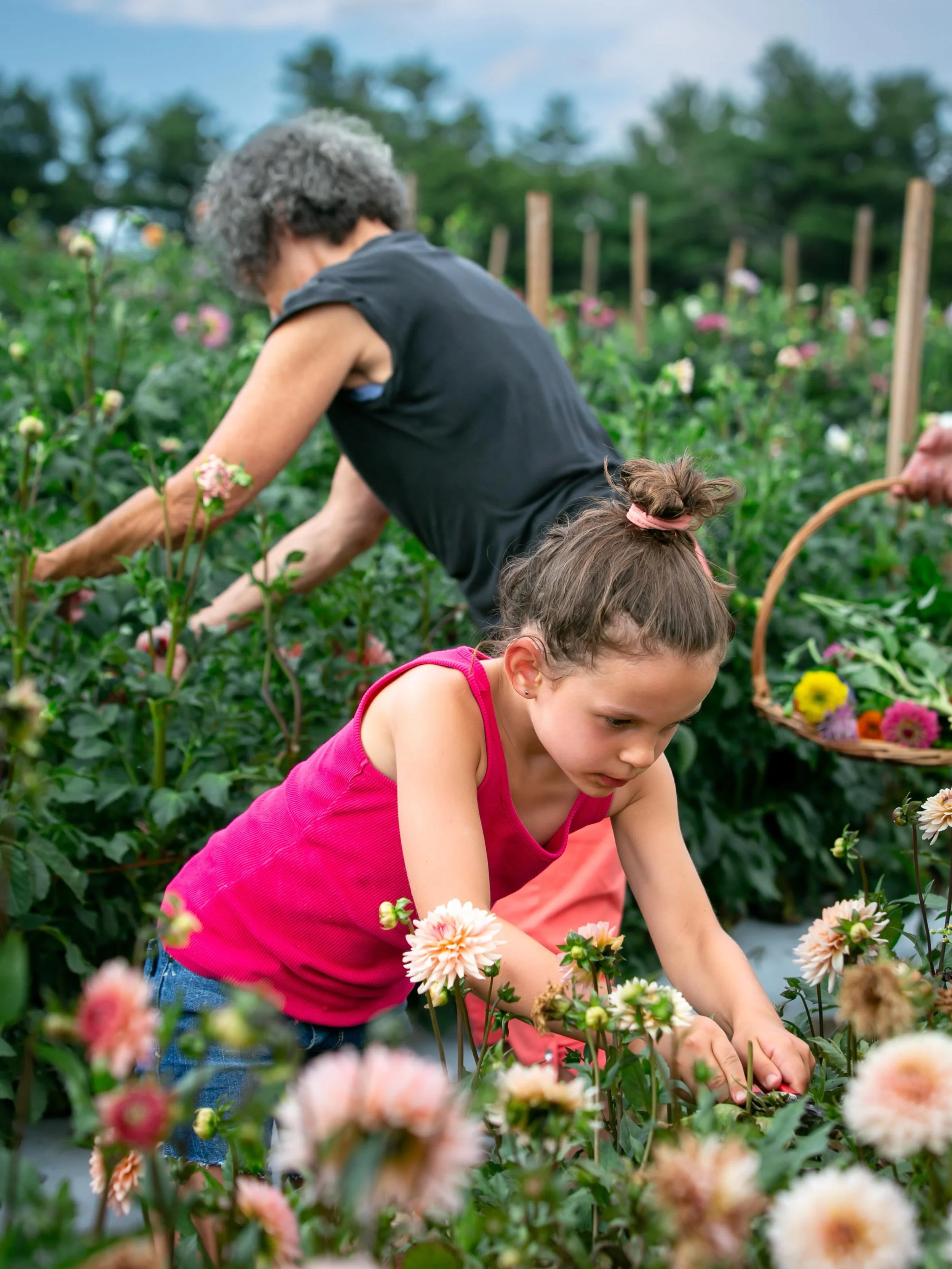 There are a handful of memberships remaining to our summer Cutting Garden. This is a Mother&rsquo;s Day gift that  gives Ma fresh, locally grown, flowers (and lots of time in a peaceful field) for 13 weeks!

Details on our website [link in bio].

Thr