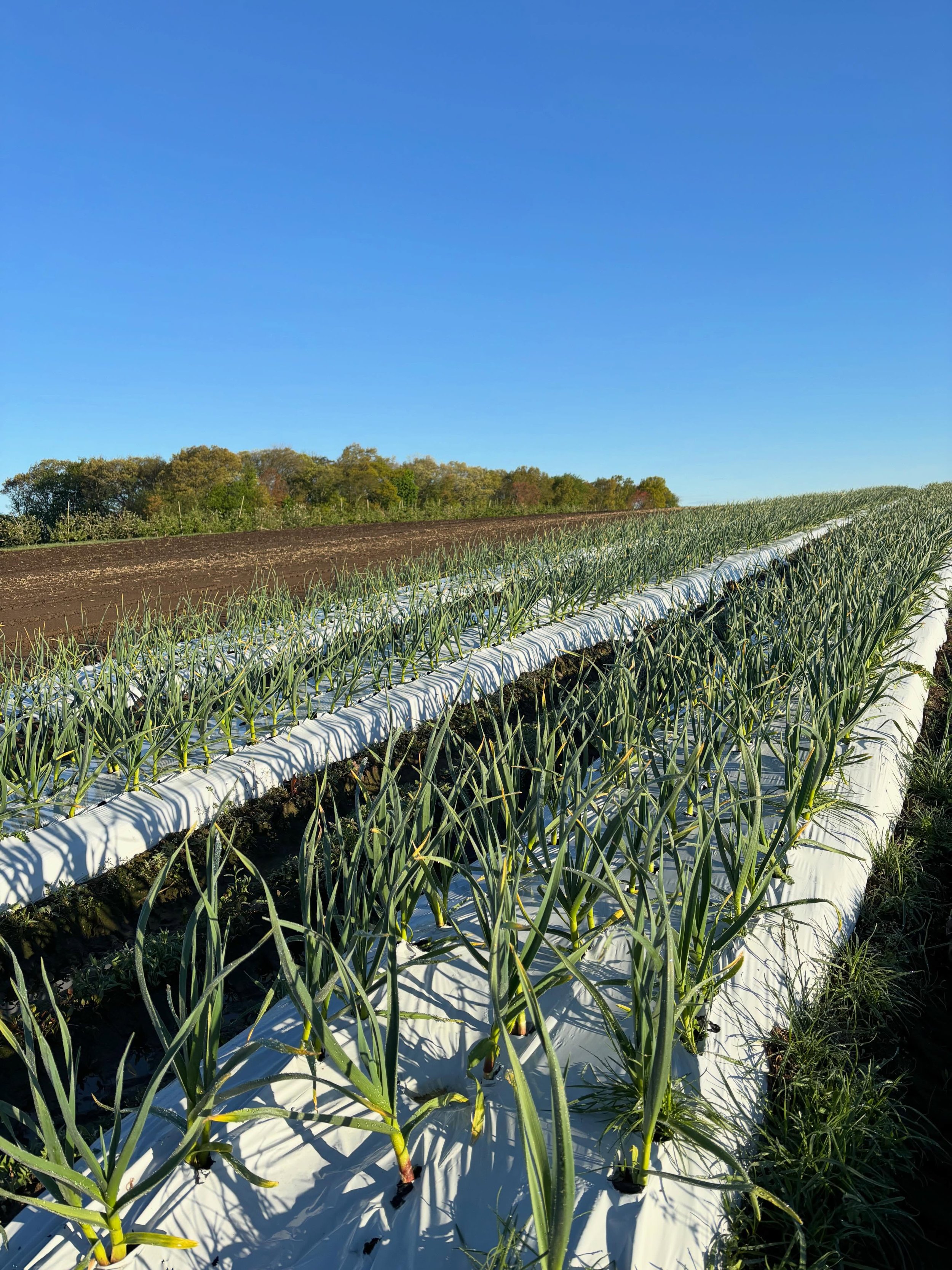 Garlic that we planted in the fall is looking lush. Yesterday we got dahlia tubers and potatoes in the ground just beyond the garlic. Spring is in full swing.

The greenhouse is open today, Saturday, 9am - 6pm. Time to plant!