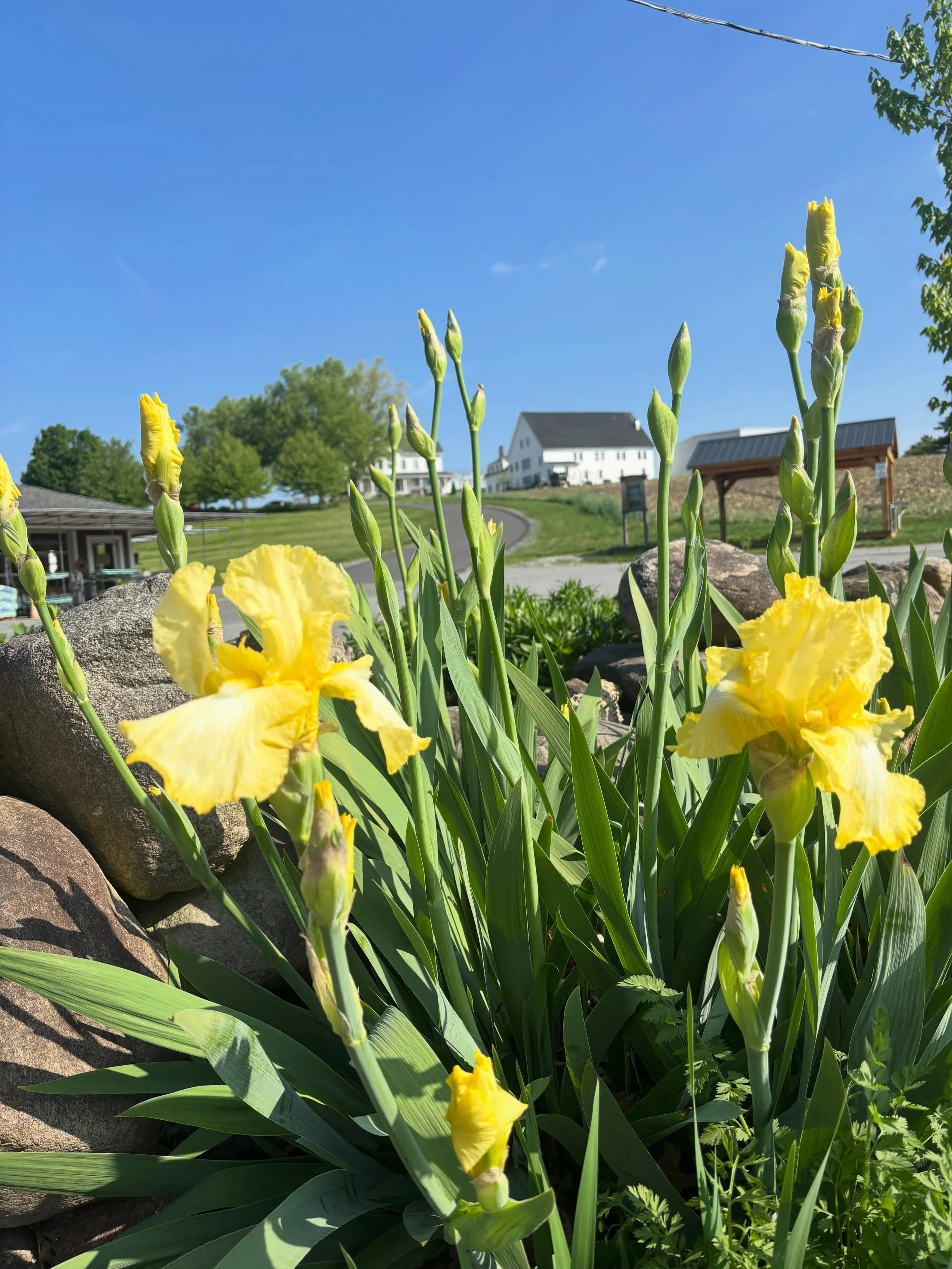 Another great day for planting ☀️ 

Open 9am - 6pm in the Greenhouse.