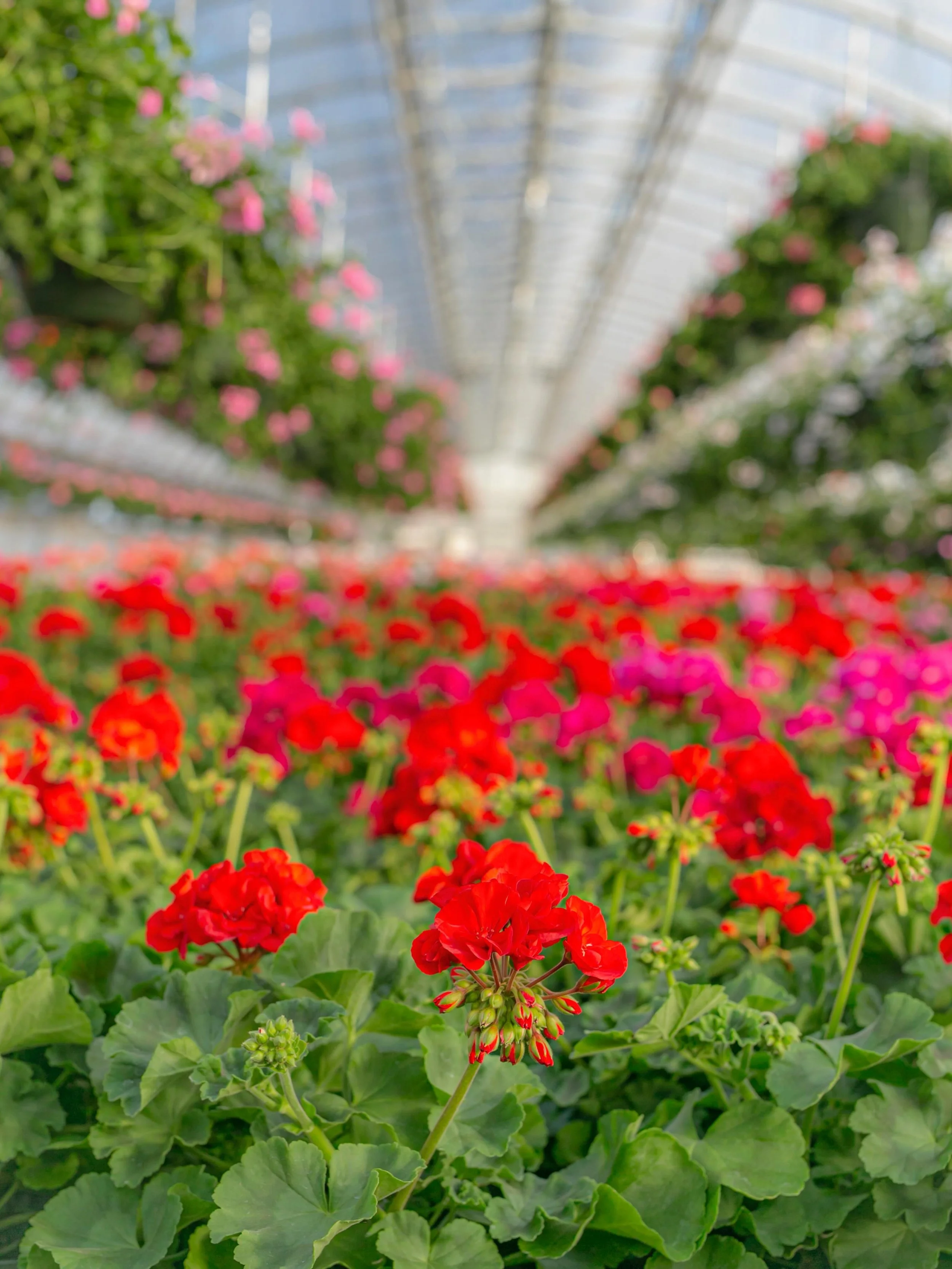 We dedicate a whole greenhouse to Geraniums. They&rsquo;re tried and true &mdash; versatile, low maintenance with HUGE color. 

Open Tuesday 9am - 6pm. Visit us in the greenhouse, we&rsquo;ve got the shade cloth pulled.
