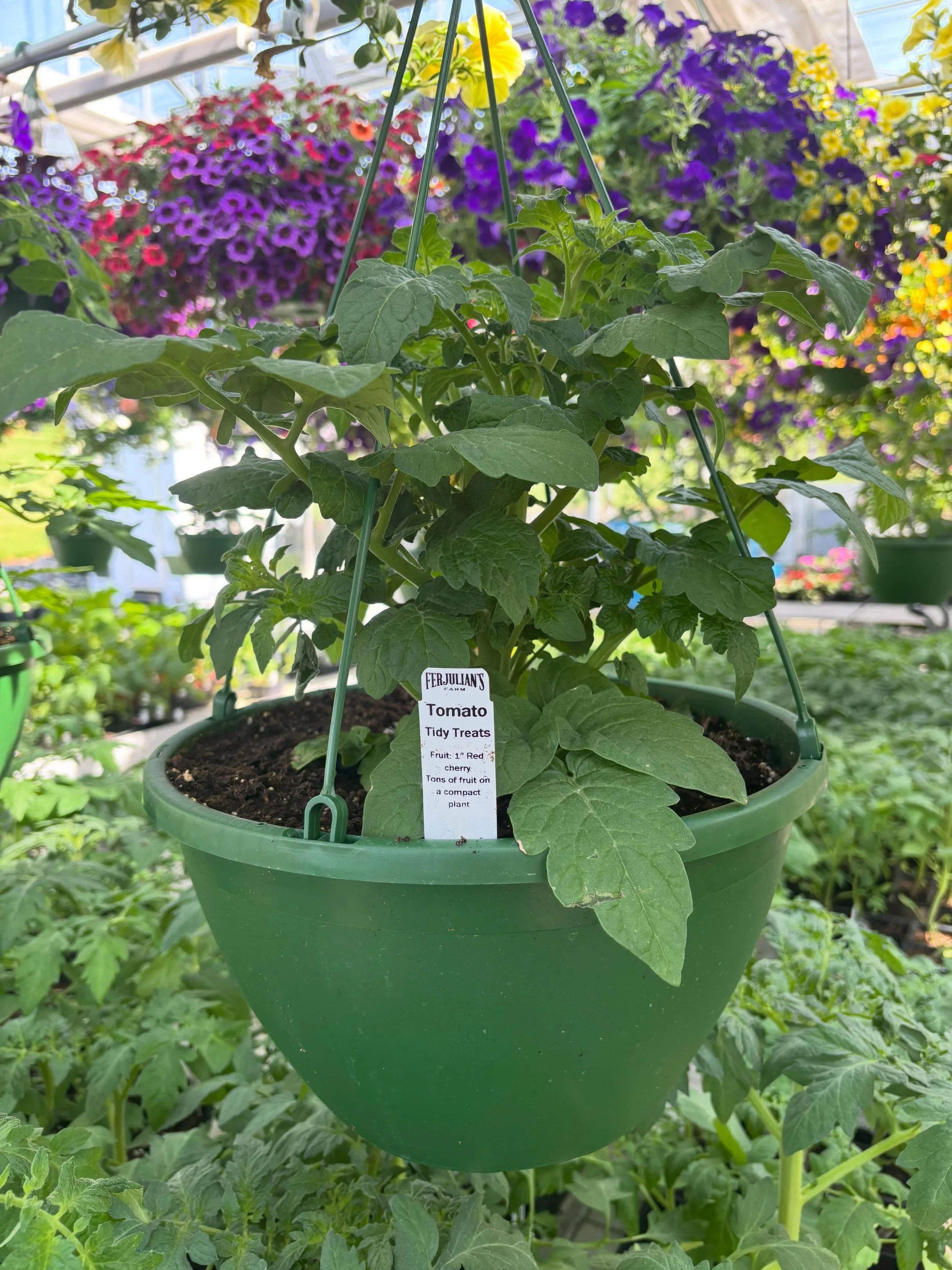 Cherry Tomato Hangers are ready to go home.

We loved hearing from customers last summer who said that these plants gave and gave; and the bunnies couldn&rsquo;t touch them!

Two varieties &mdash; Tidy Treats and Sakura.