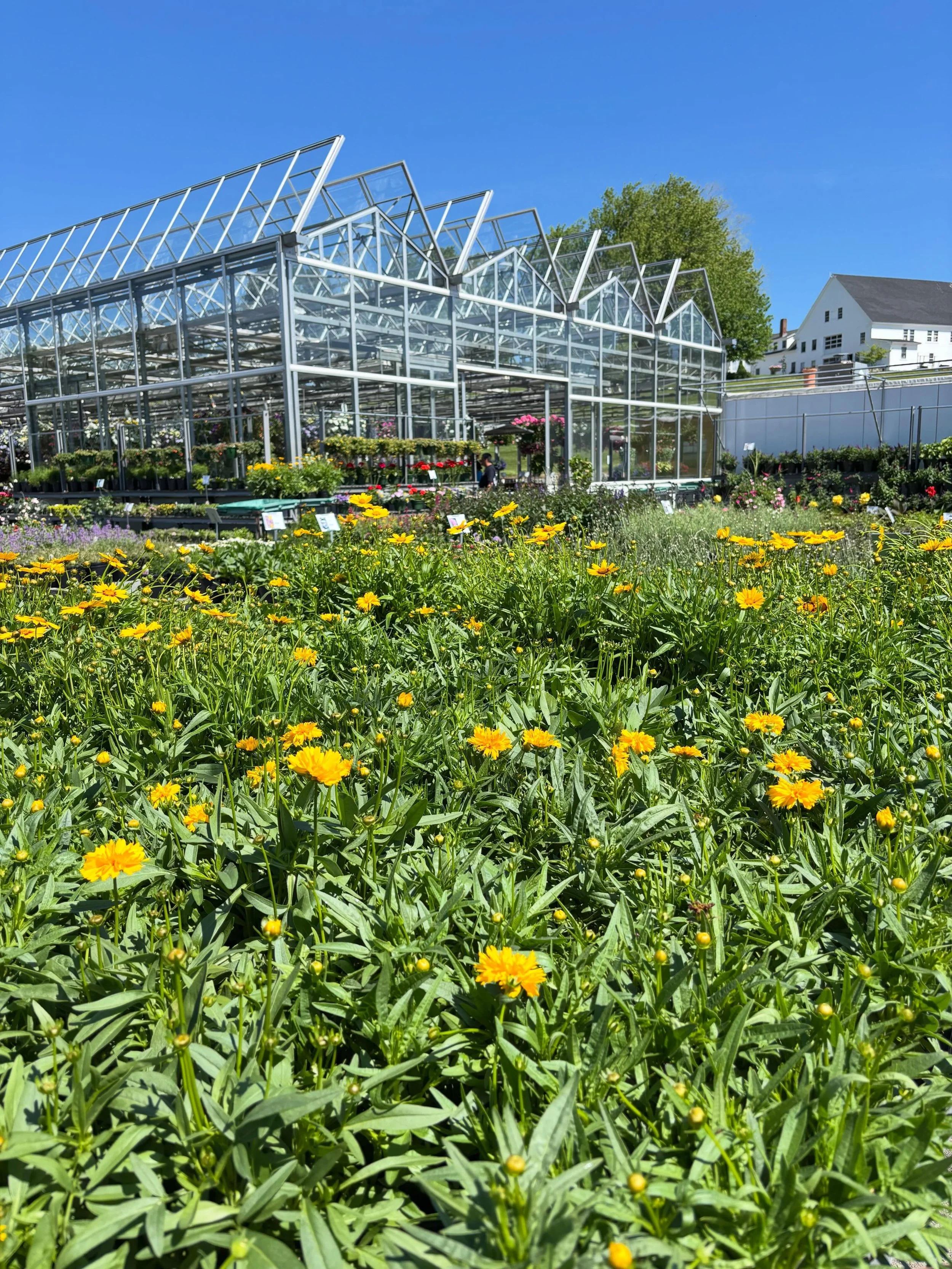 WE GREW TOO MUCH!

Coreopsis gallons are on sale 50% off (regularly $12.99). This trusty plant loves full sun and is one of the few perennials that blooms for the entirety of our growing season. Garden staple, for sure.