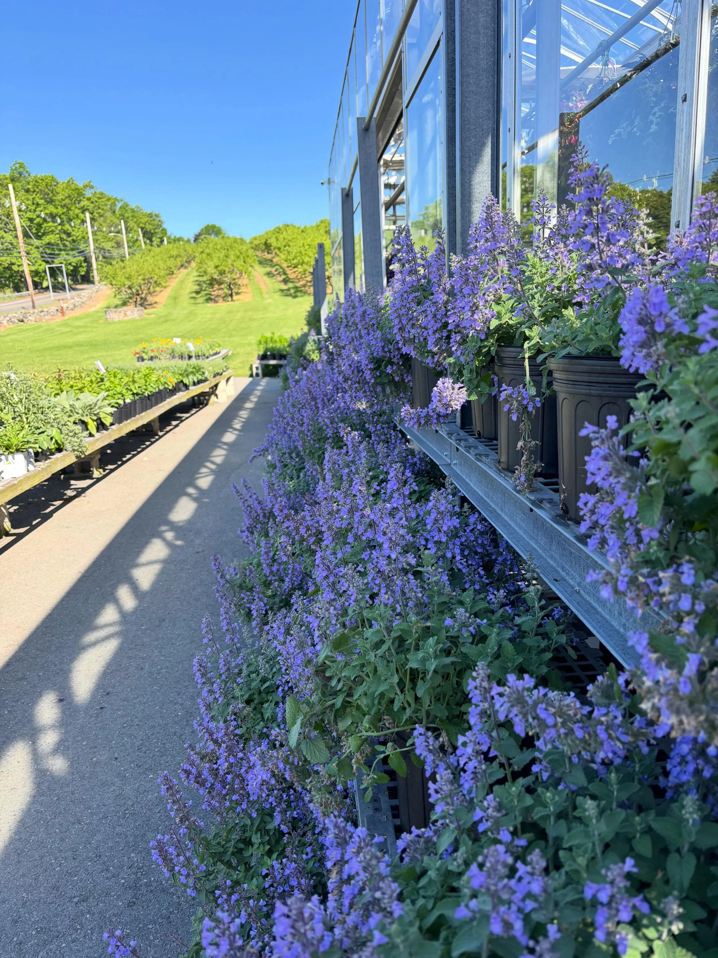 Nepeta is a stand out sun loving perennial. This plant has a bushy, full shape and is covered in blue flowers from Spring through Fall. (You can always cut it back if it gets too big).

First photo: Nepeta (picture purrfect, junior walker, and kitten