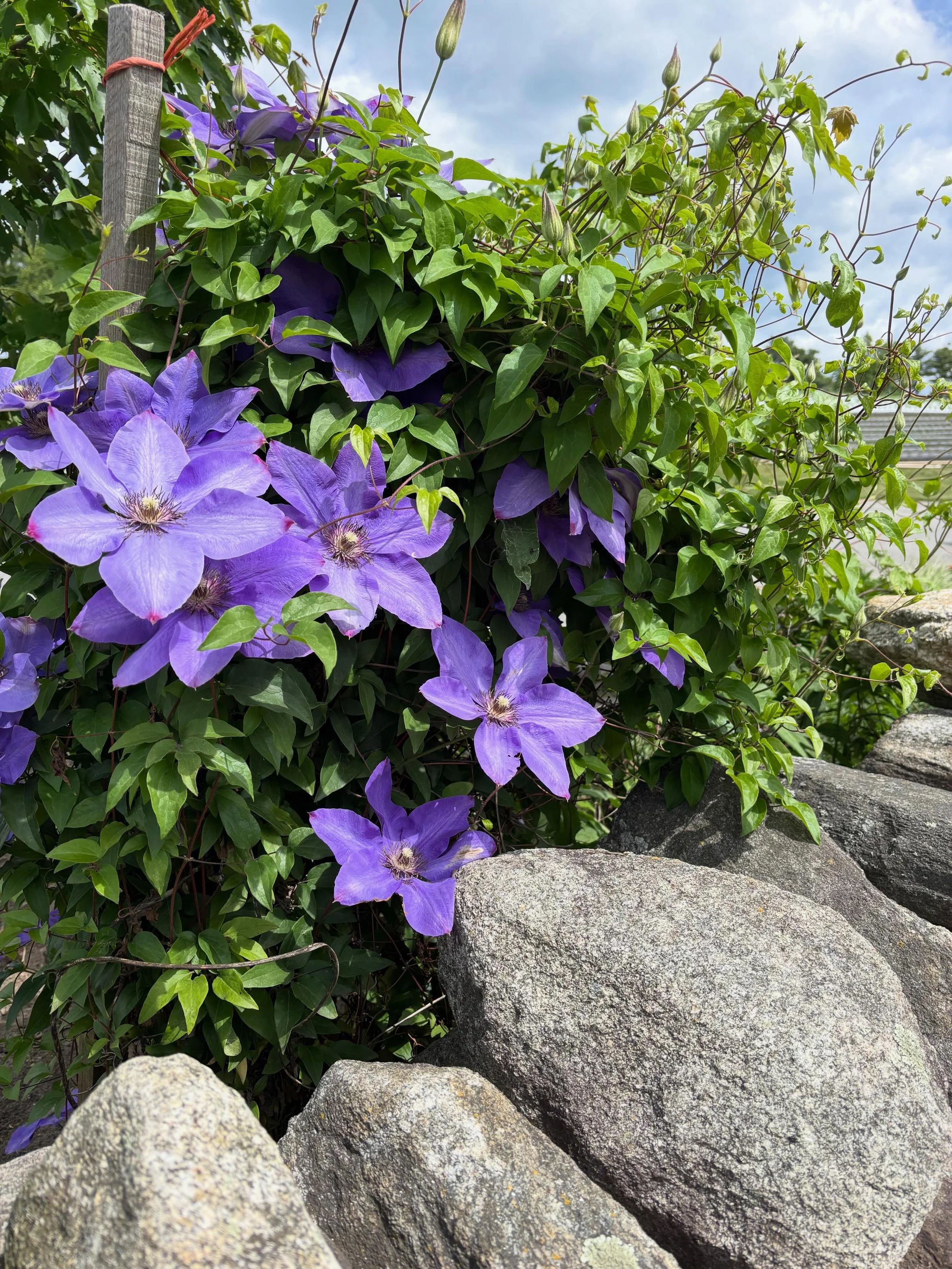Took a second to appreciate this old clematis along the stone wall today.

Thanks to all of you who have made the trip to Ferjulian&rsquo;s for annuals, perennials, hanging baskets, veggie starts ect. We know you can buy them outside of any grocery s