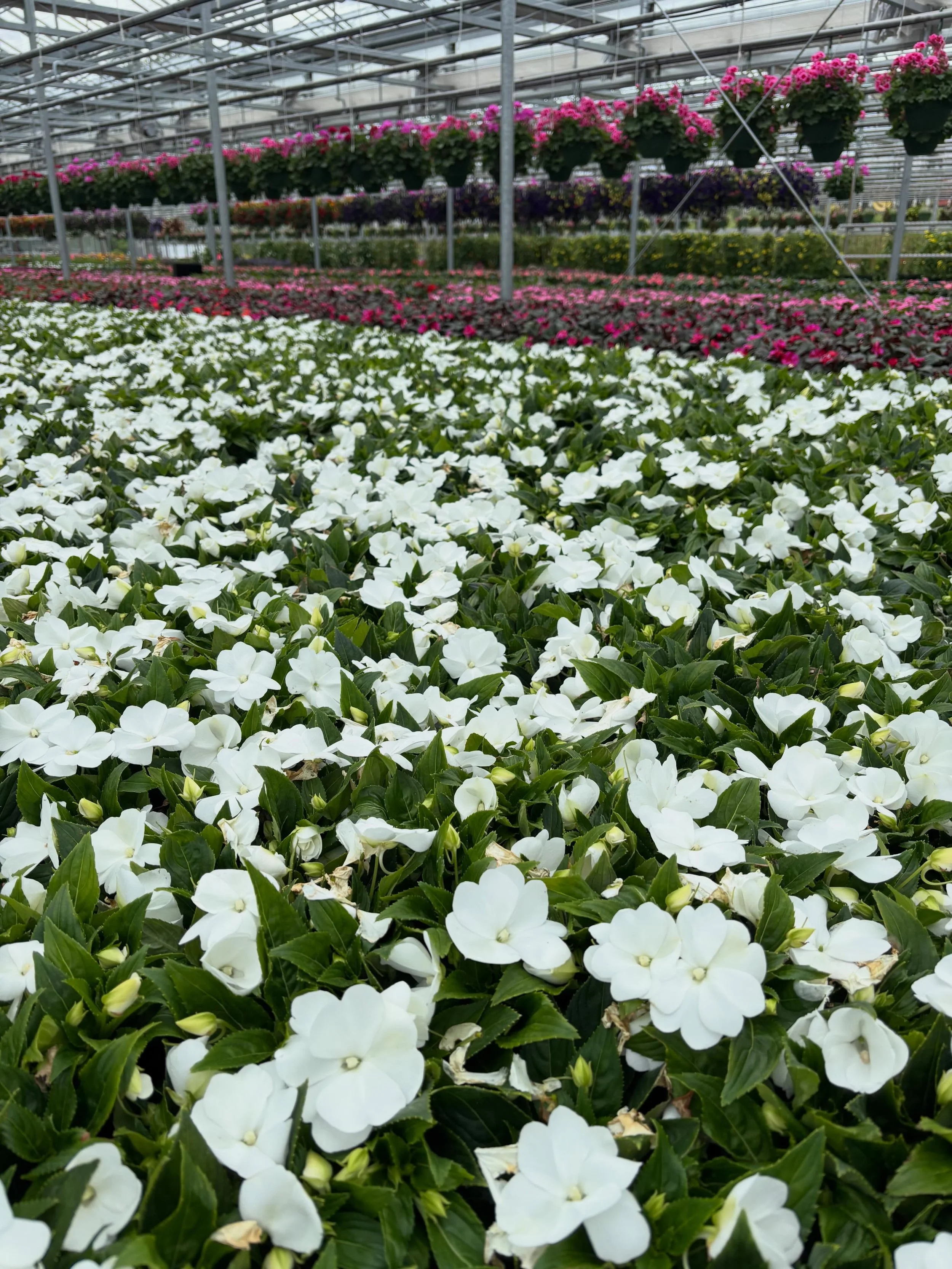 WE GREW TOO MUCH!

4.5&rdquo; New Guinea Impatiens are now $2.50 (regularly $4.99). These shade loving annuals can be planted en masse 8&rdquo; on center for a sea of color through October.

White, pink, hot pink, purple, lavender, magenta, salmon av