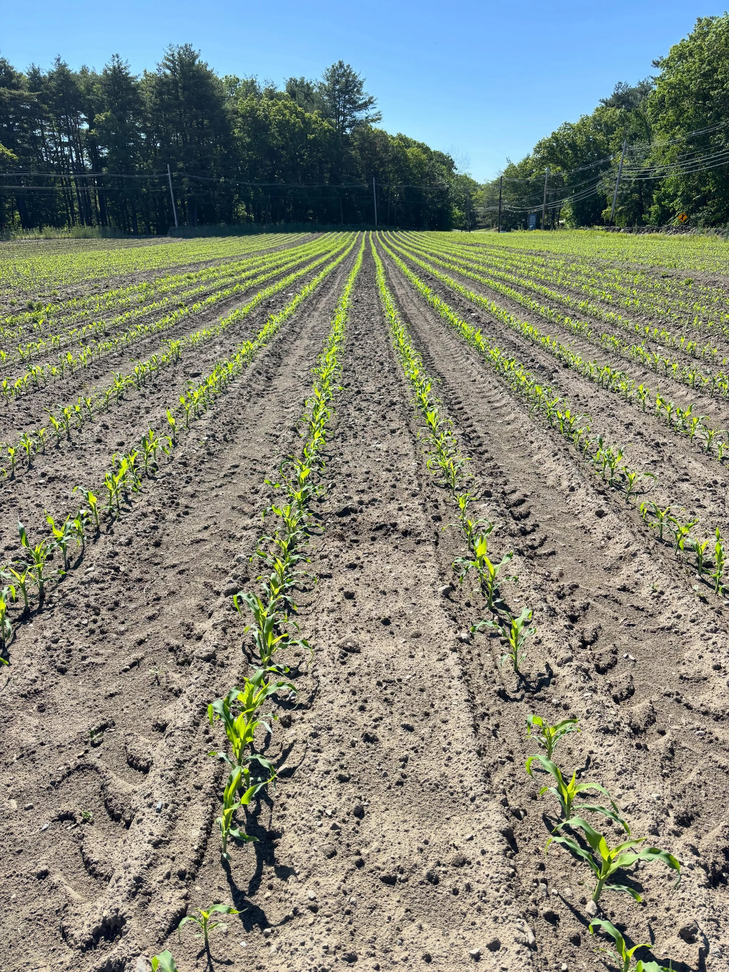 Corn Report 🌽 (because we know what ya&rsquo;ll really care about). And what a stunning day. 

We begin selling fruits and vegetables June 16.