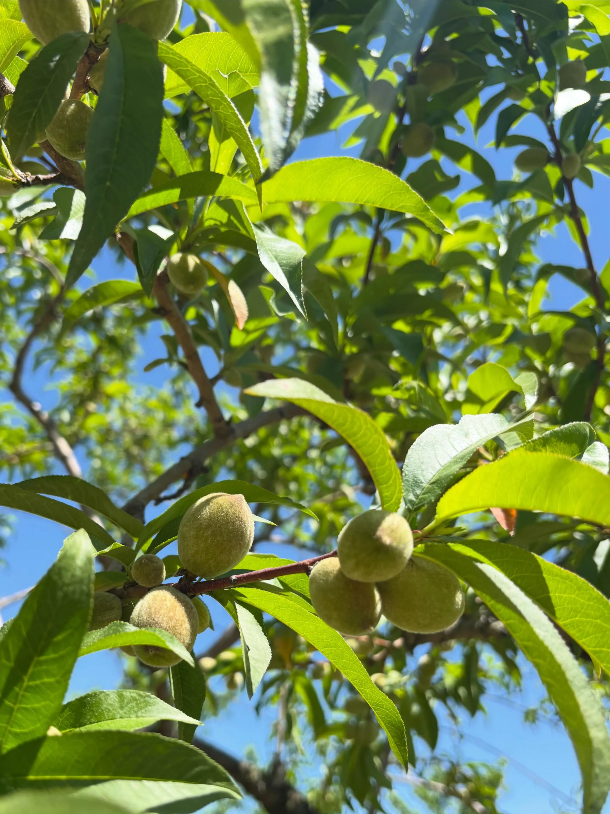 Peach Update! They trees are looking beautiful and we expect a bumper crop 🍑 

Typically we start picking peaches around July 15, but it can be a few days earlier or later depending on the weather over the course of the next six weeks. Everything gr