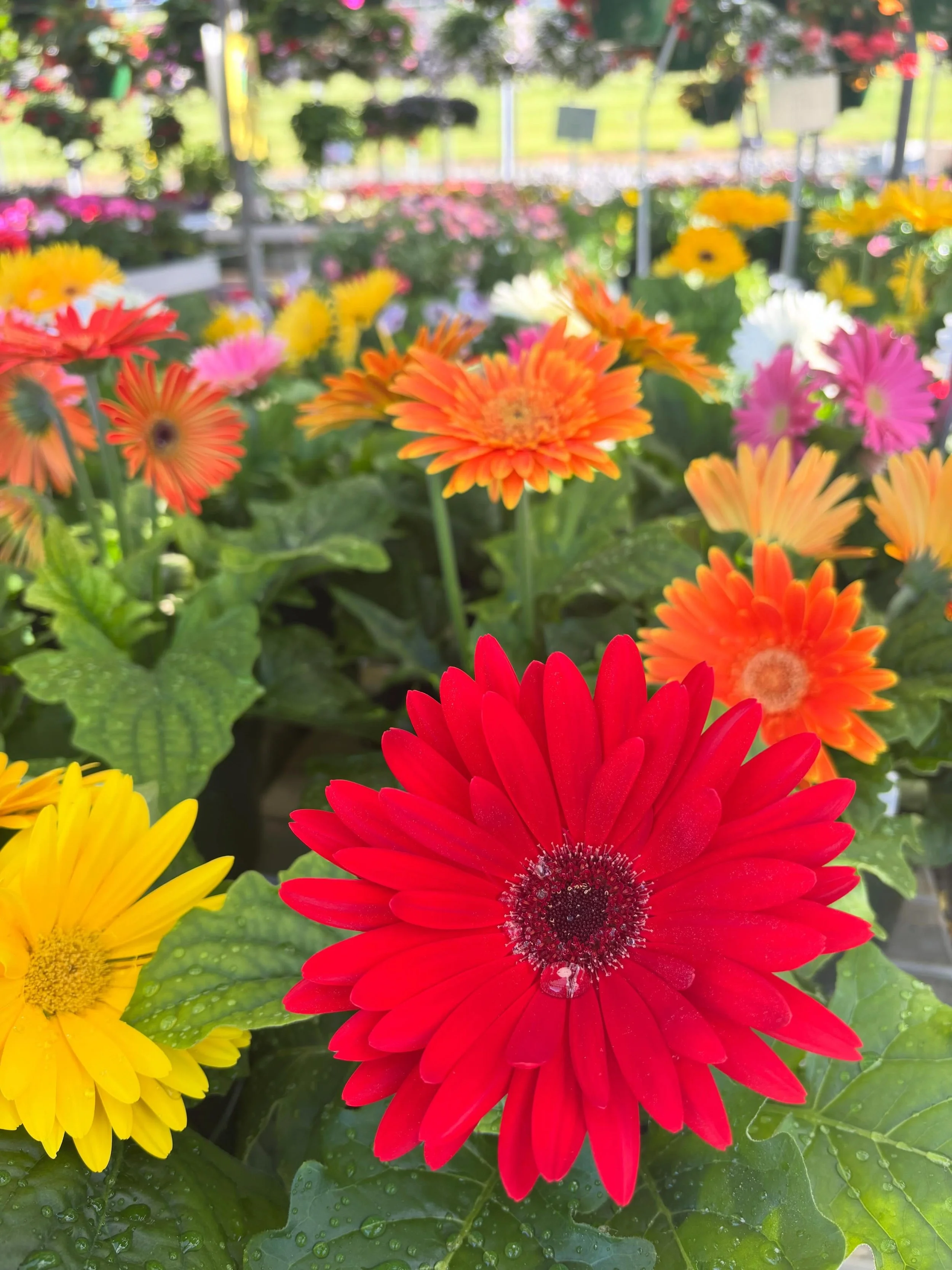 Another Spring filled with sunny Thursdays and rainy weekends 😭 If you can sneak out of work the shade cloth is pulled in the greenhouse and we&rsquo;re fully loaded with color. Open till 6.