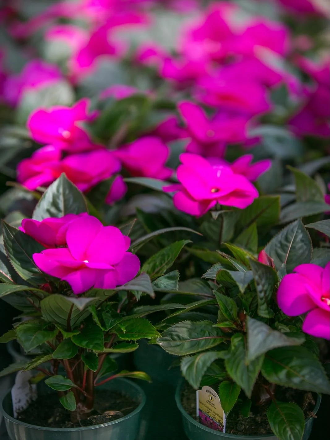YES we still have New Guinea Impatiens and they&rsquo;re still on sale &mdash; $2.50 / 4.5&rdquo; pot. Come on down and fill your yard with color 🎨