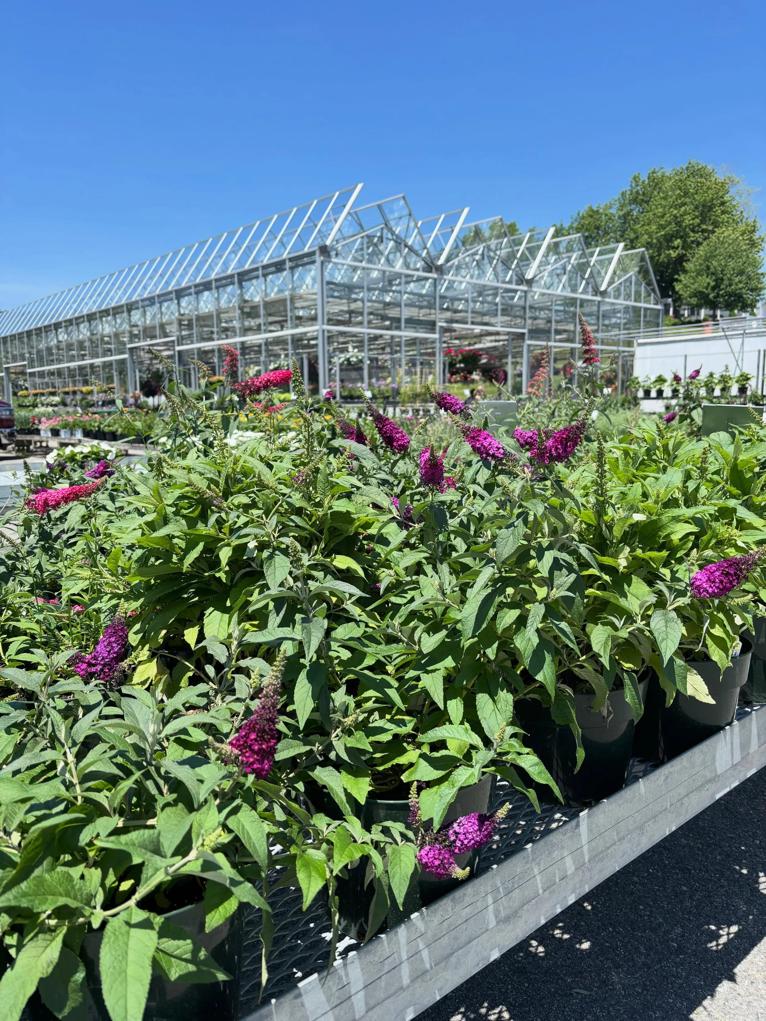 WE GREW TOO MUCH!

Butterfly Bush / Buddleia 
50% off (Normally $19.99 now $10)
Sun loving perennial

Cherished by gardeners for their vibrant, honey-scented flower spikes, these resilient, fast-growing plants are magnets for butterflies, hummingbird
