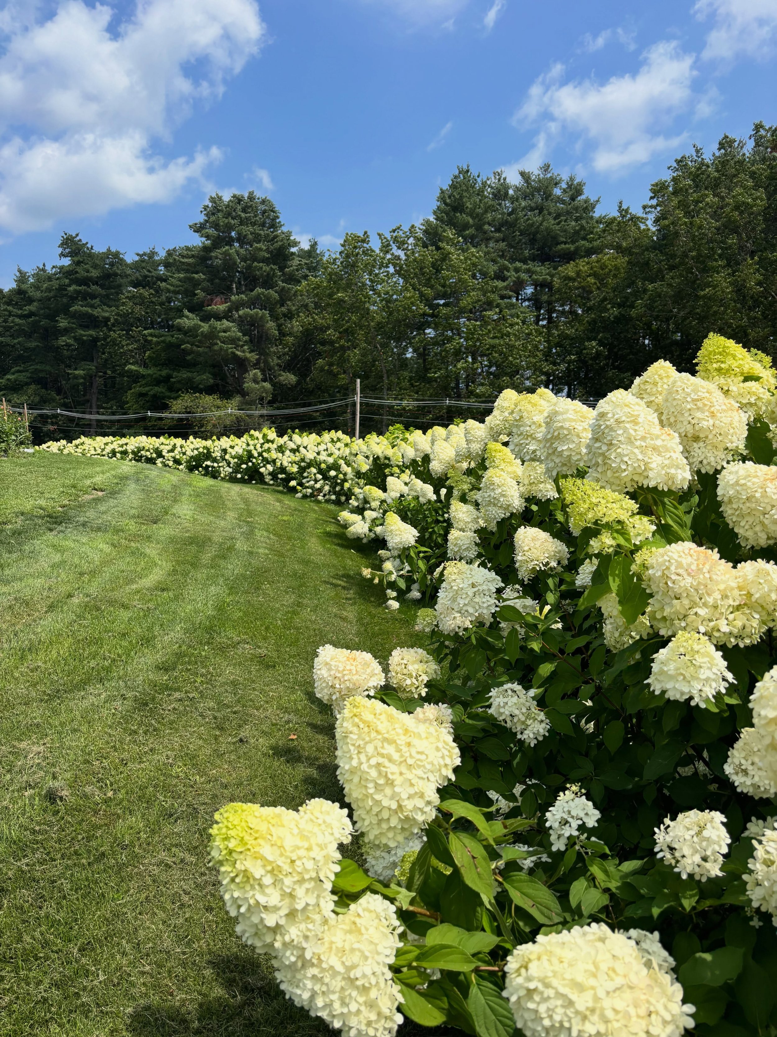 Hydrangeas are ready for picking. Not AI. 🙂