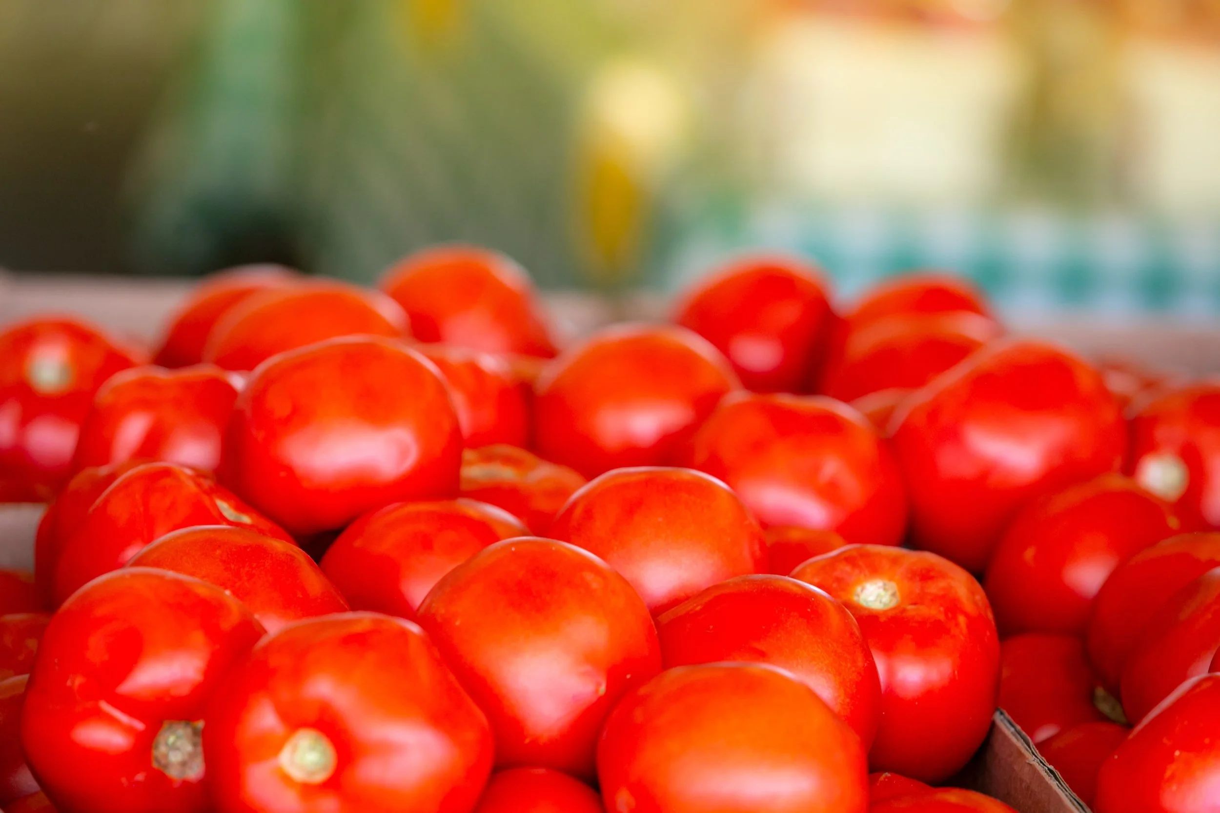 Picking OUR OWN tomatoes! 

🍅 🍅🍅

It is mid-summer, though no one has rung a bell to say so, just the tomatoes, leaning into their greenness, perfuming the air like a memory you didn&rsquo;t know you were keeping.  There are still weeks left, you 