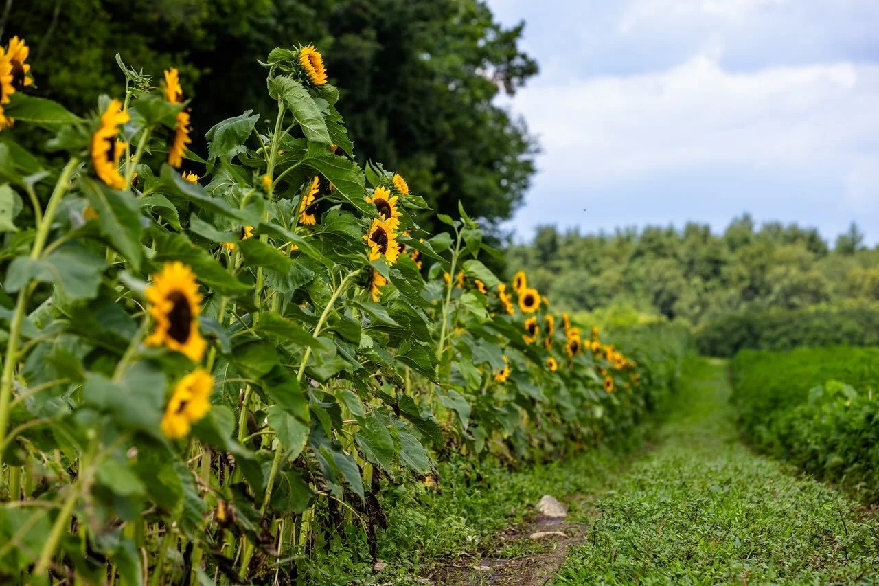 Rows of sunflowers are tucked all over this farm. We cut them daily &mdash; 5 stems / $7.50 🌻