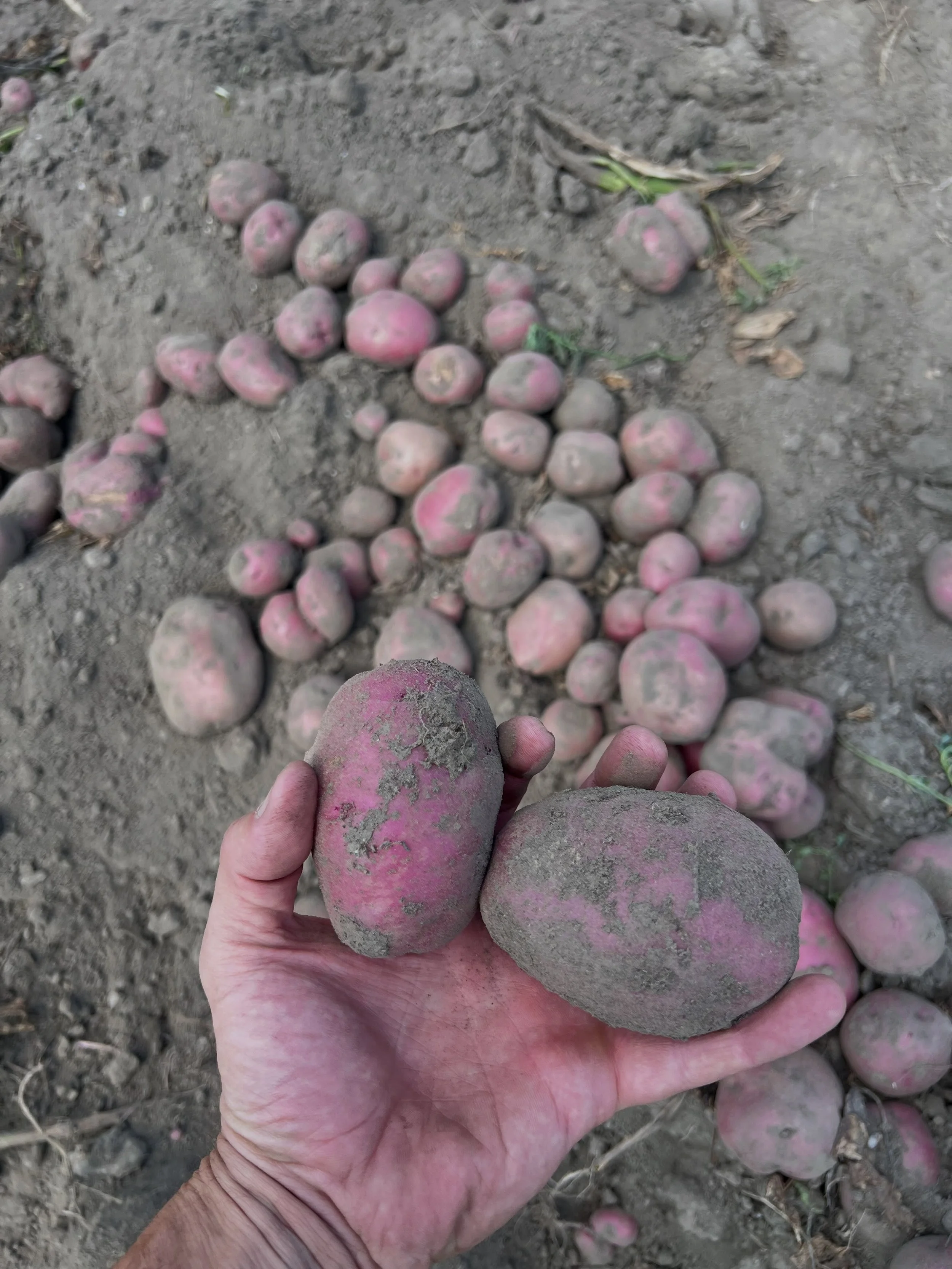 We dug red potatoes yesterday. 

This is an incredible time of year for harvesting &mdash; every day our field crew is trying to keep up with picking corn, peaches, nectarines, broccoli, beans, tomatoes, eggplant, squash, basil, parsley, scallions, k