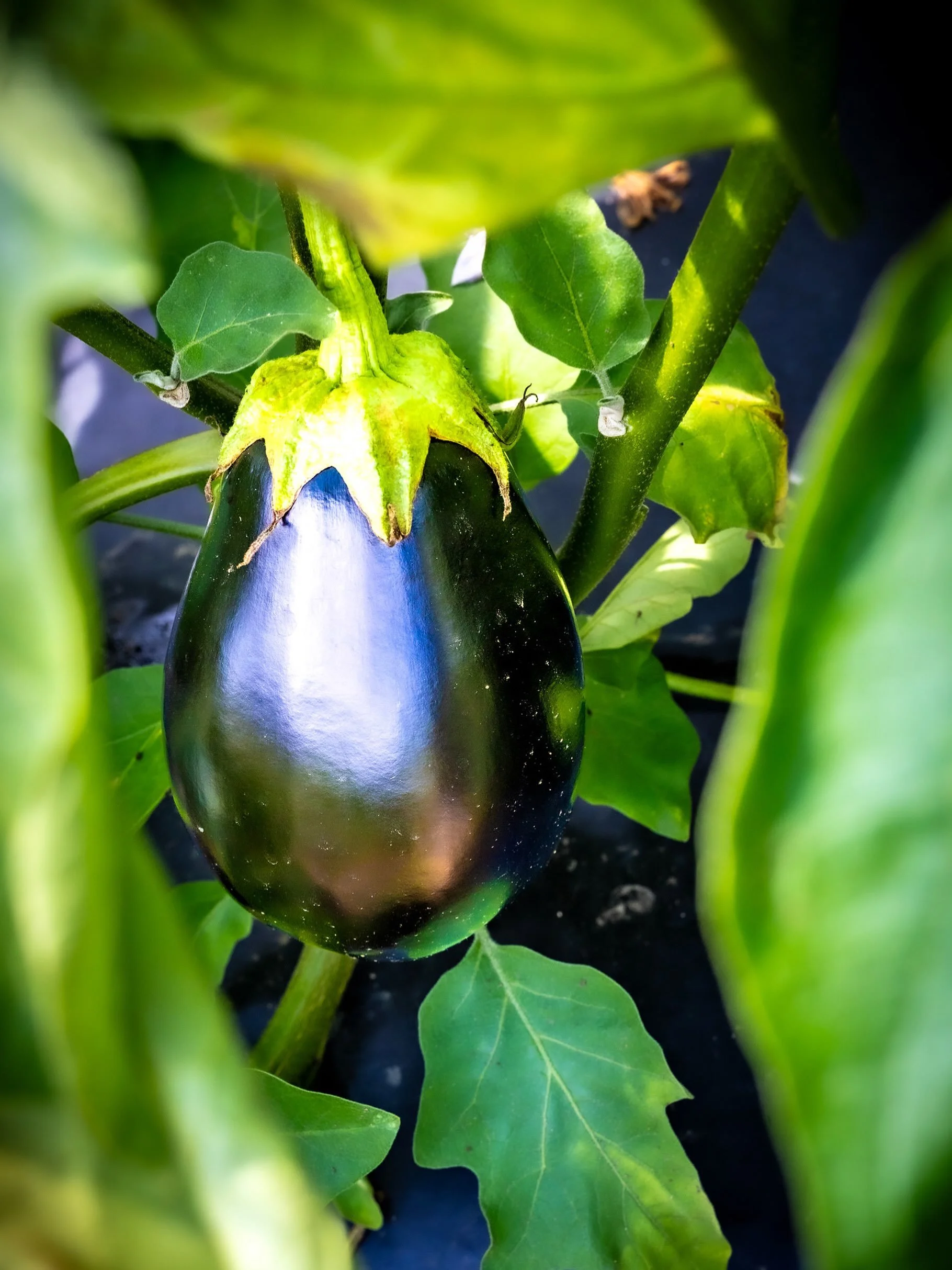 Eggplant Parmesan. Baby Ganoush. Ratatouille. 

Make it while it&rsquo;s freshest!