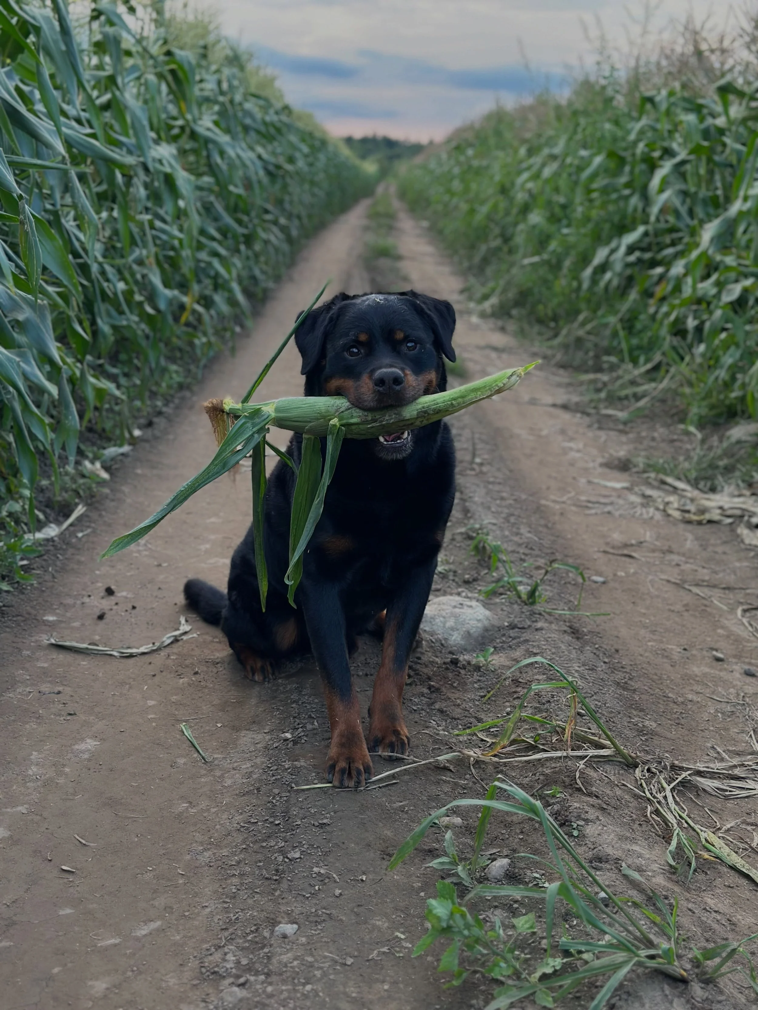 Just a friendly reminder that we don&rsquo;t allow pets at our farm.

This is our family dog Buddha in the corn field (there is still plenty more to pick!).