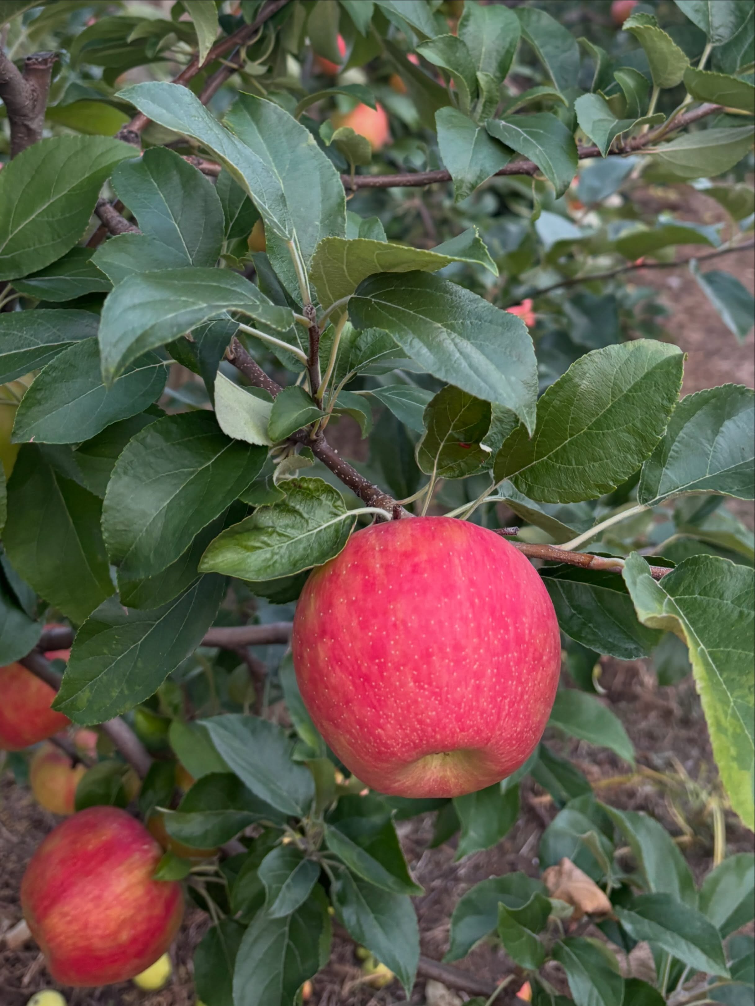 Now picking Honeycrisp apples! 🍎
