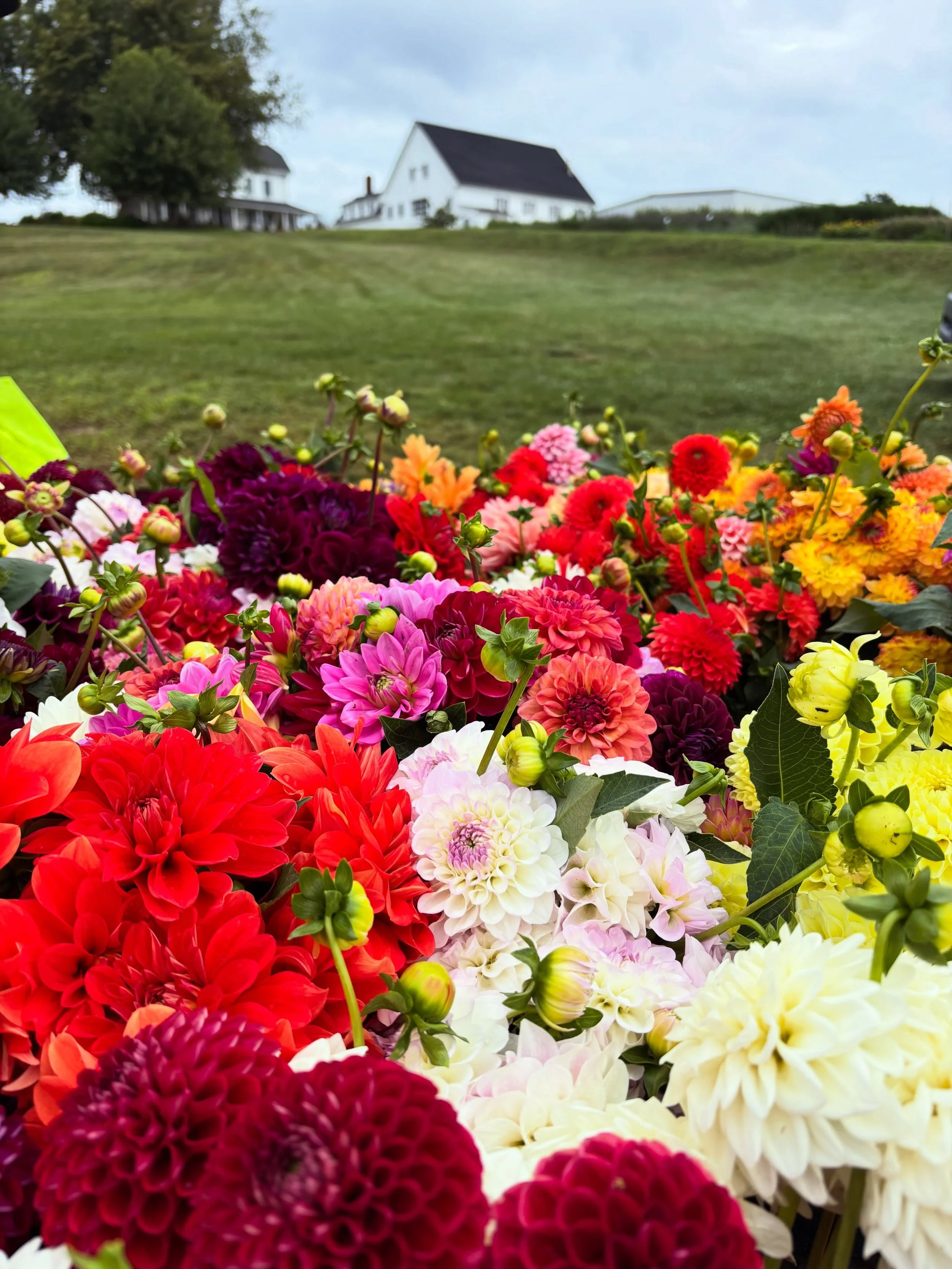 SUPER SALE on dahlias! Buy 2 bunches get 1 FREE. 

$15 per bunch of 10 stems
