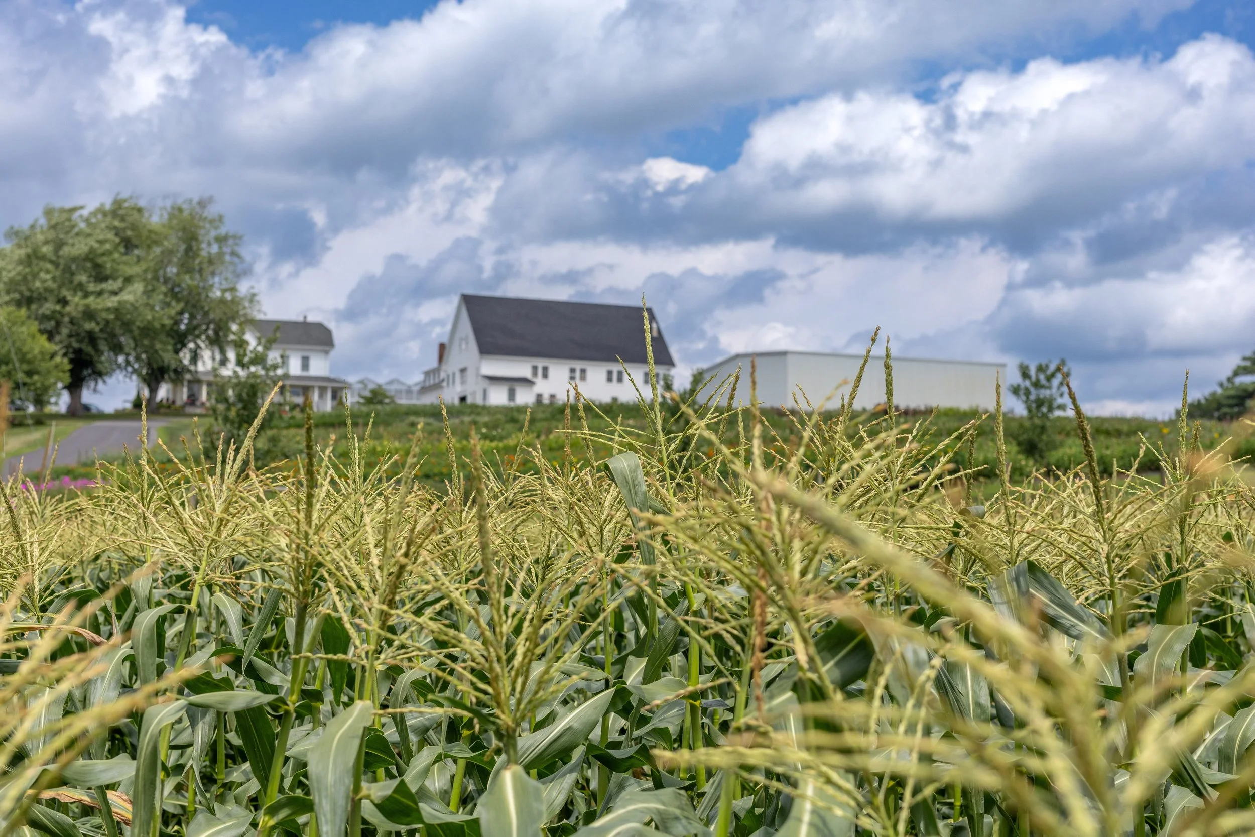 Thanks for coming out today for farm goods&mdash;hope dinner was extra delicious🌽 

Just a reminder that we take it easy on Sunday mornings since we&rsquo;re open 7 days a week. Still just one family and a lovely group of seasonal employees keeping 