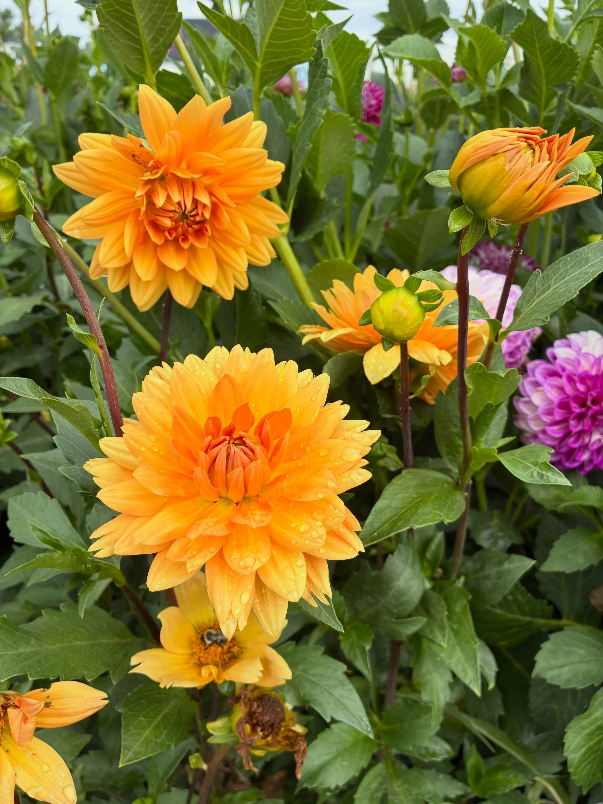 Overcast days are the best days for picking flowers.

The garden is open today, Sunday, 12pm - 5:30pm.
