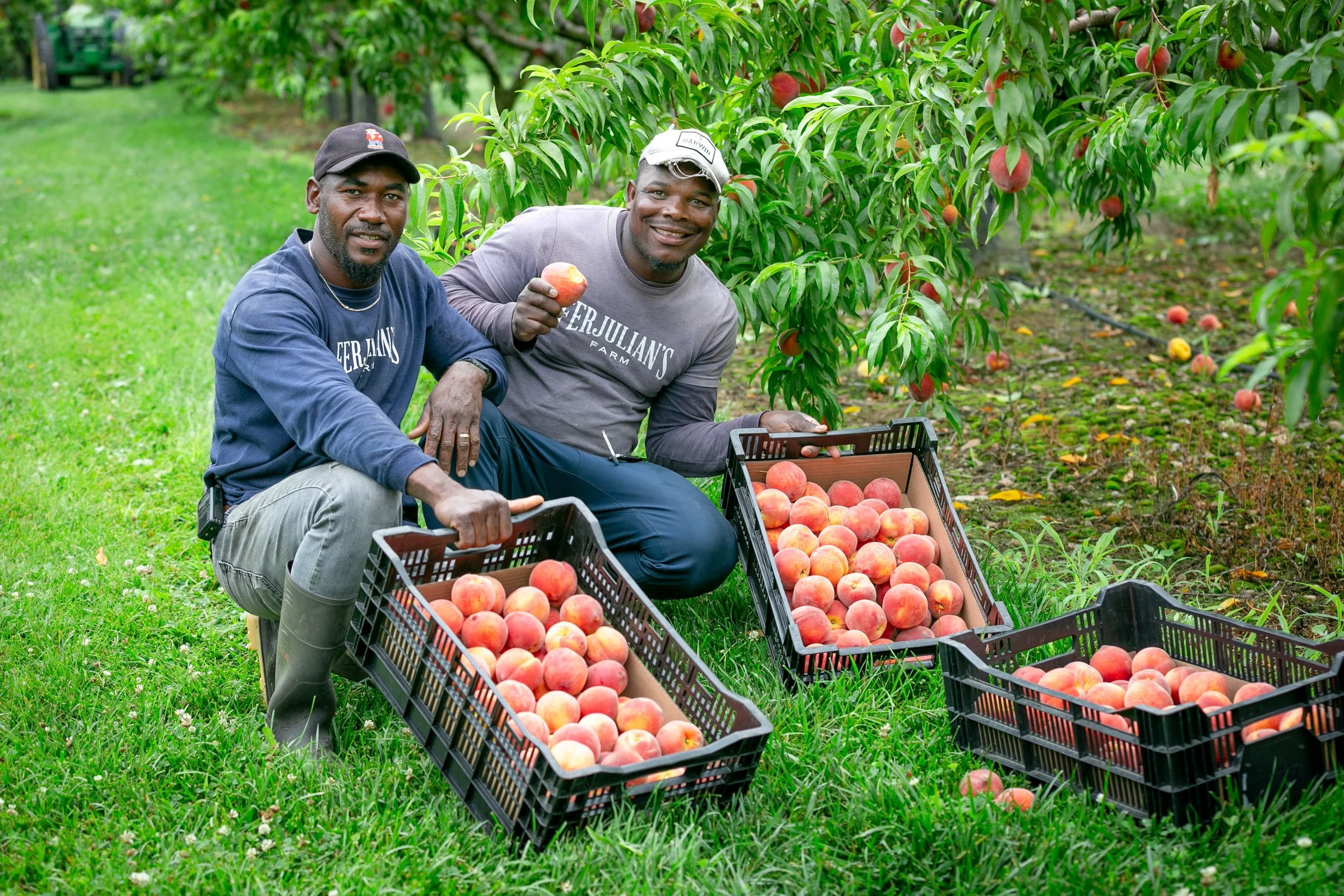 Garfield is the peach king. He knows every variety, where it&rsquo;s located in the orchard, and when it&rsquo;s ready for picking. 

Since mid July, Garfield and the field crew have been out picking peaches almost every day to keep the farm stand lo