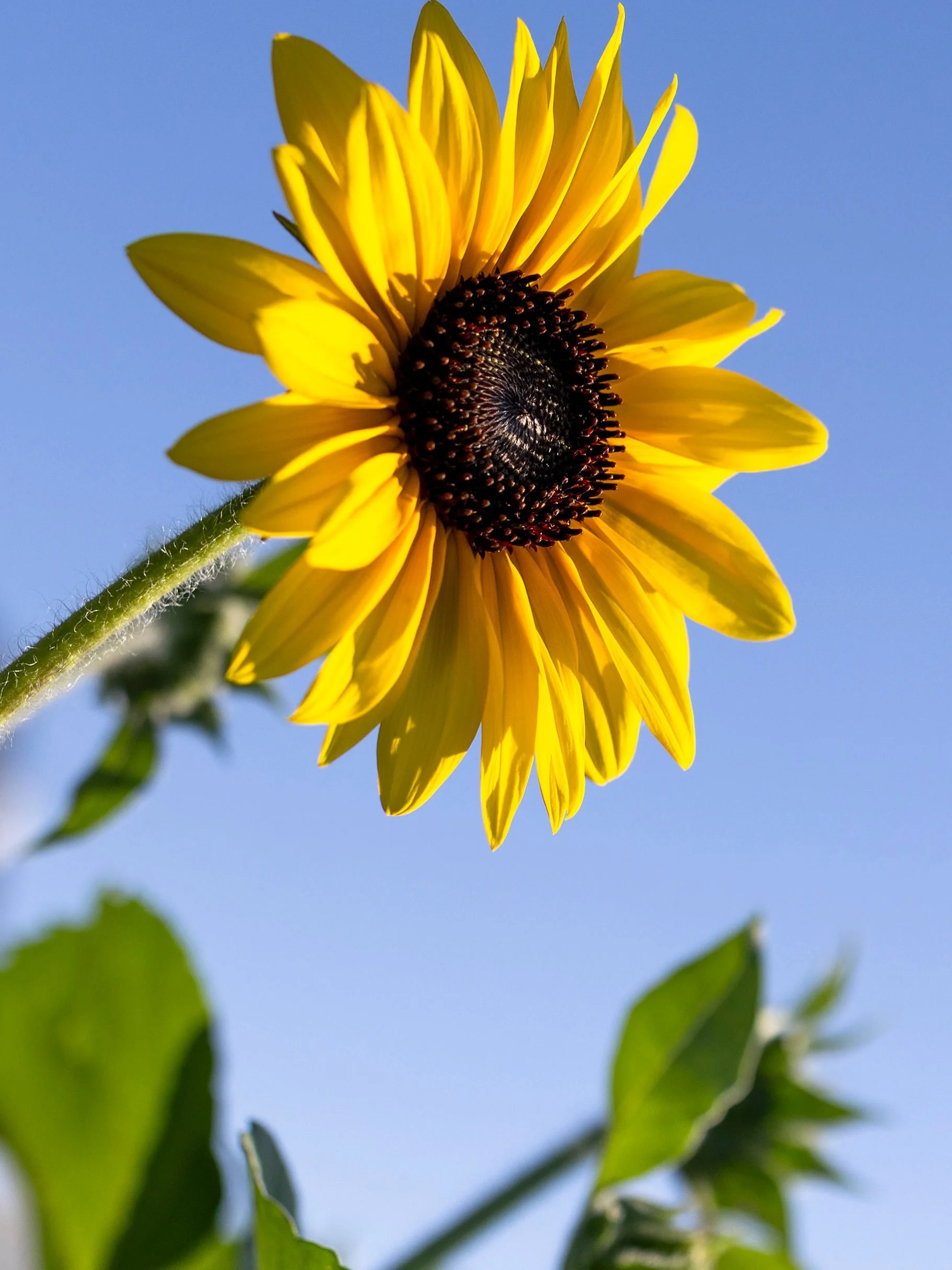 78 and Sunny. Hope everyone gets outside today. The flower cutting garden is open 9am - 5:30pm.