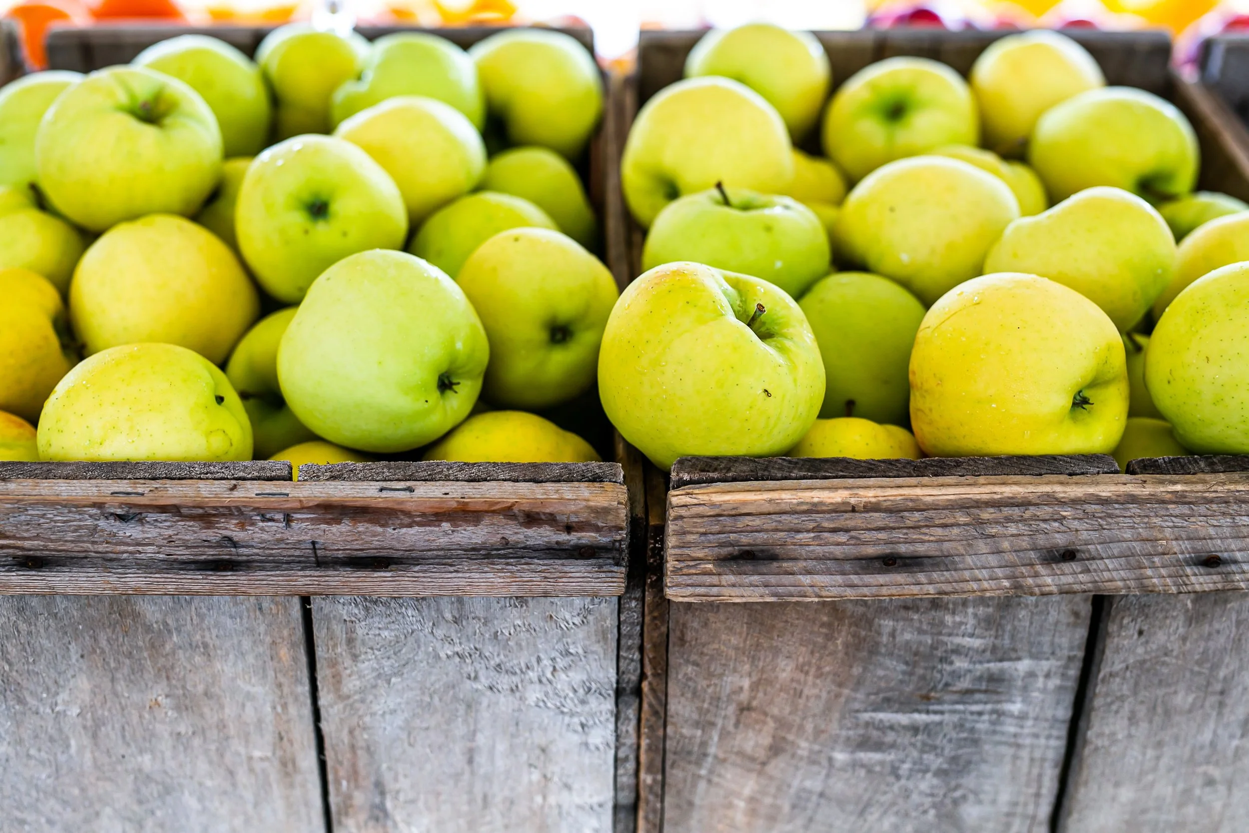 Now picking Ginger Gold apples. 

This variety might be the most underrated and overlooked. It is crisper and sweeter than many other early varieties with a slightly tart finish. Ginger golds hold up well in pies, make a smooth applesauce and are ide