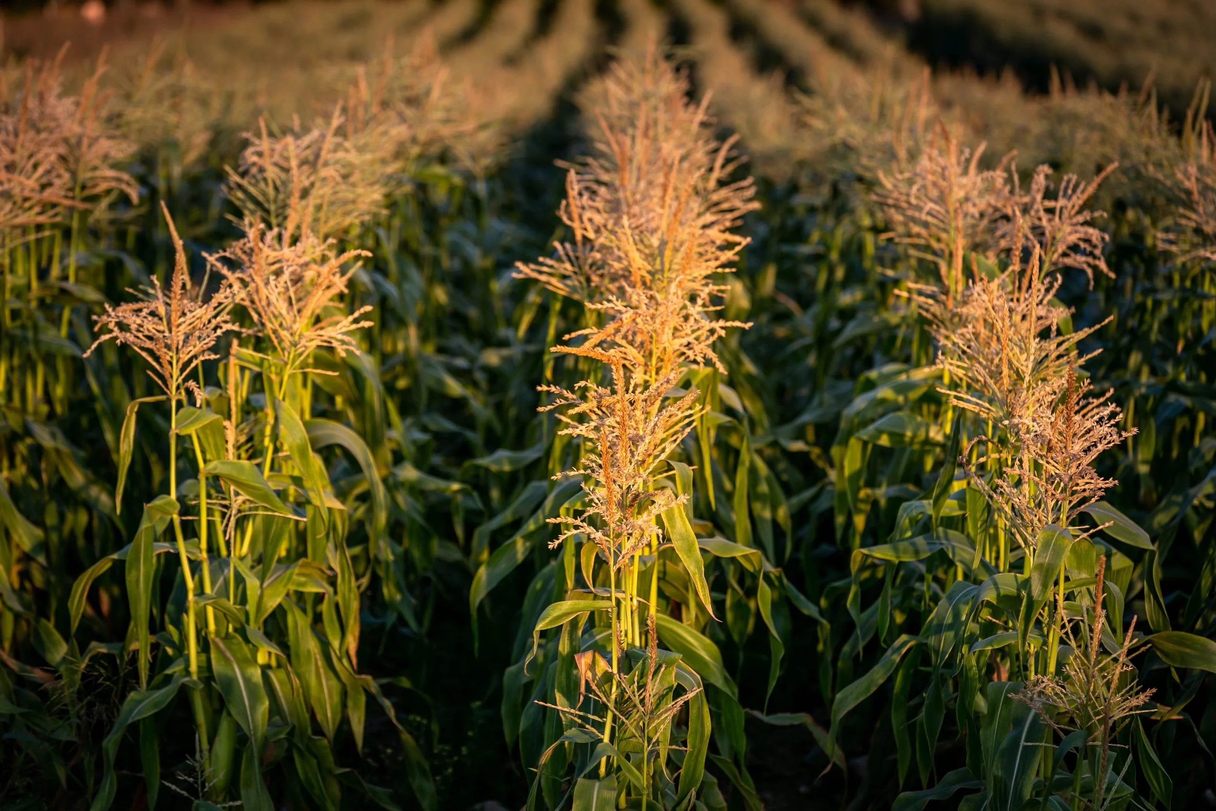 It&rsquo;s high corn season.

We are doing our best to keep up with your demand&mdash;corn is planted on every square inch of our available farm land (and that&rsquo;s not enough so we rent land to grow on too!). 

Corn is a &ldquo;one and done&rdquo