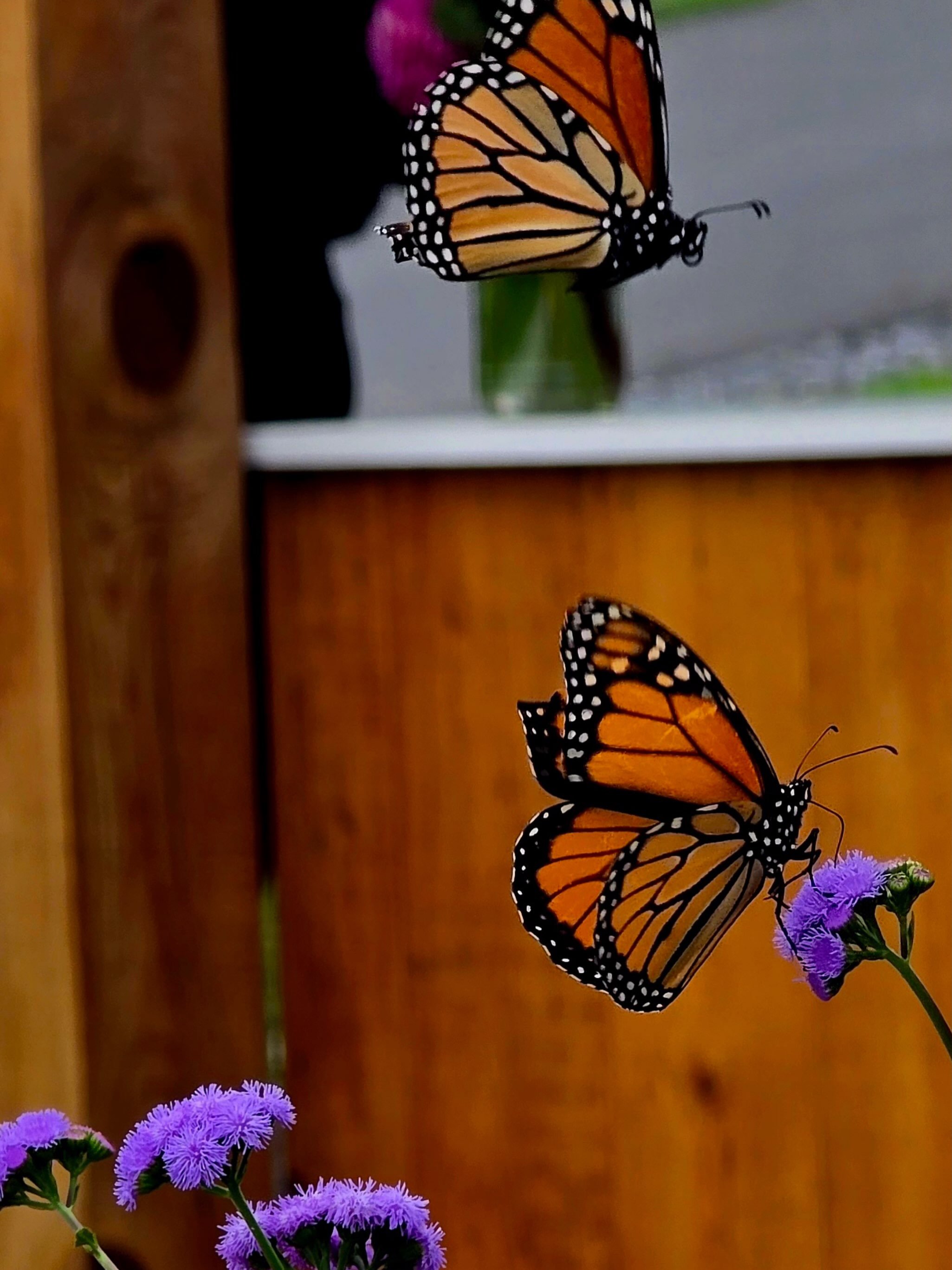 Monarch butterflies are migrating south and they are making regular stops in the Flower Cutting Garden.